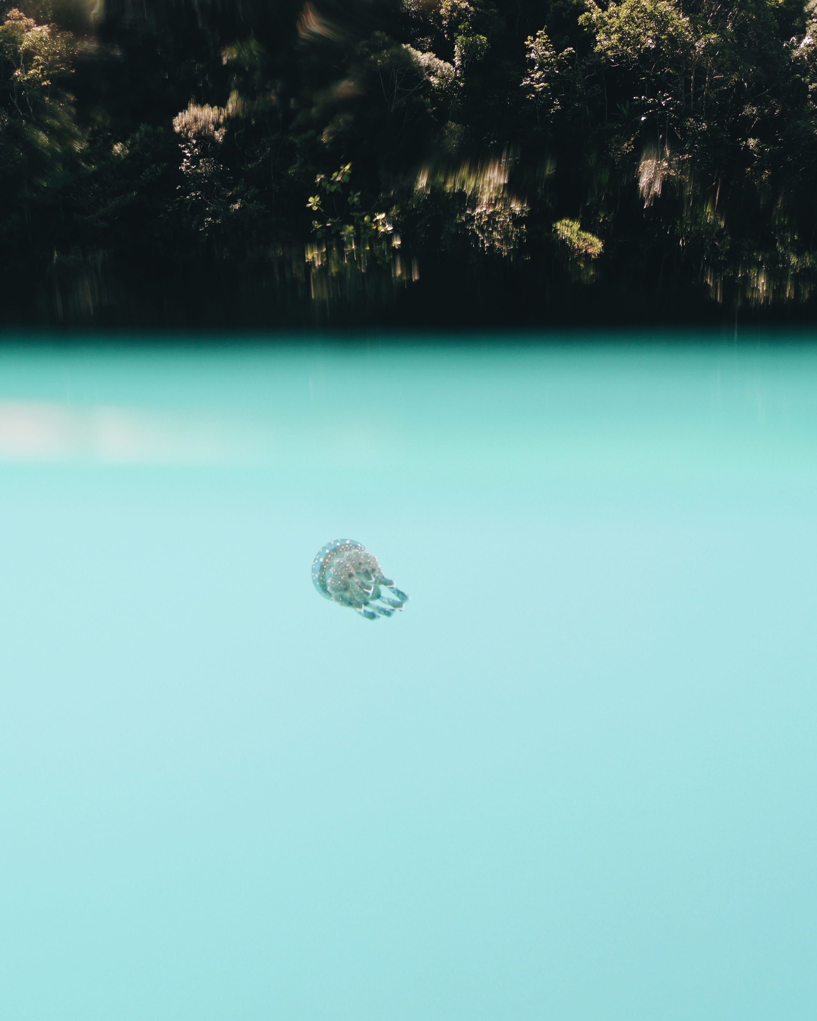 blue, floating on water, plant, siargao island, animal themes, sohoton cove, marine life, hero6, day, reptile, siargao, marine, sohoton lagoon, underwater, Phone HD Wallpaper