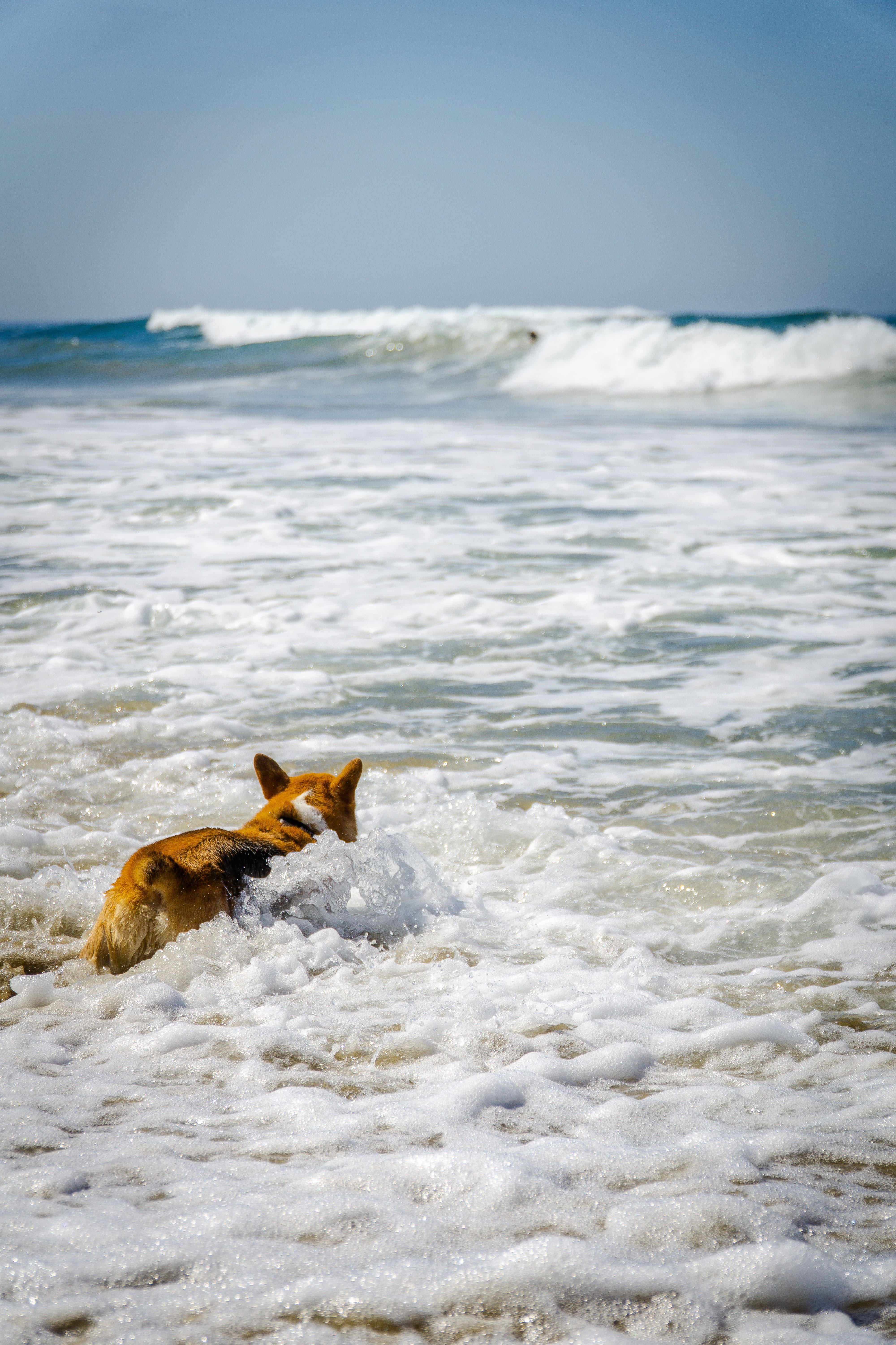 domestic animals, canine, 5K, seashore, waves, action, water, corgi, motion, beauty in nature, welsh corgi, land, vertebrate, breed, domestic, dog, aquatic sport, Phone HD Wallpaper