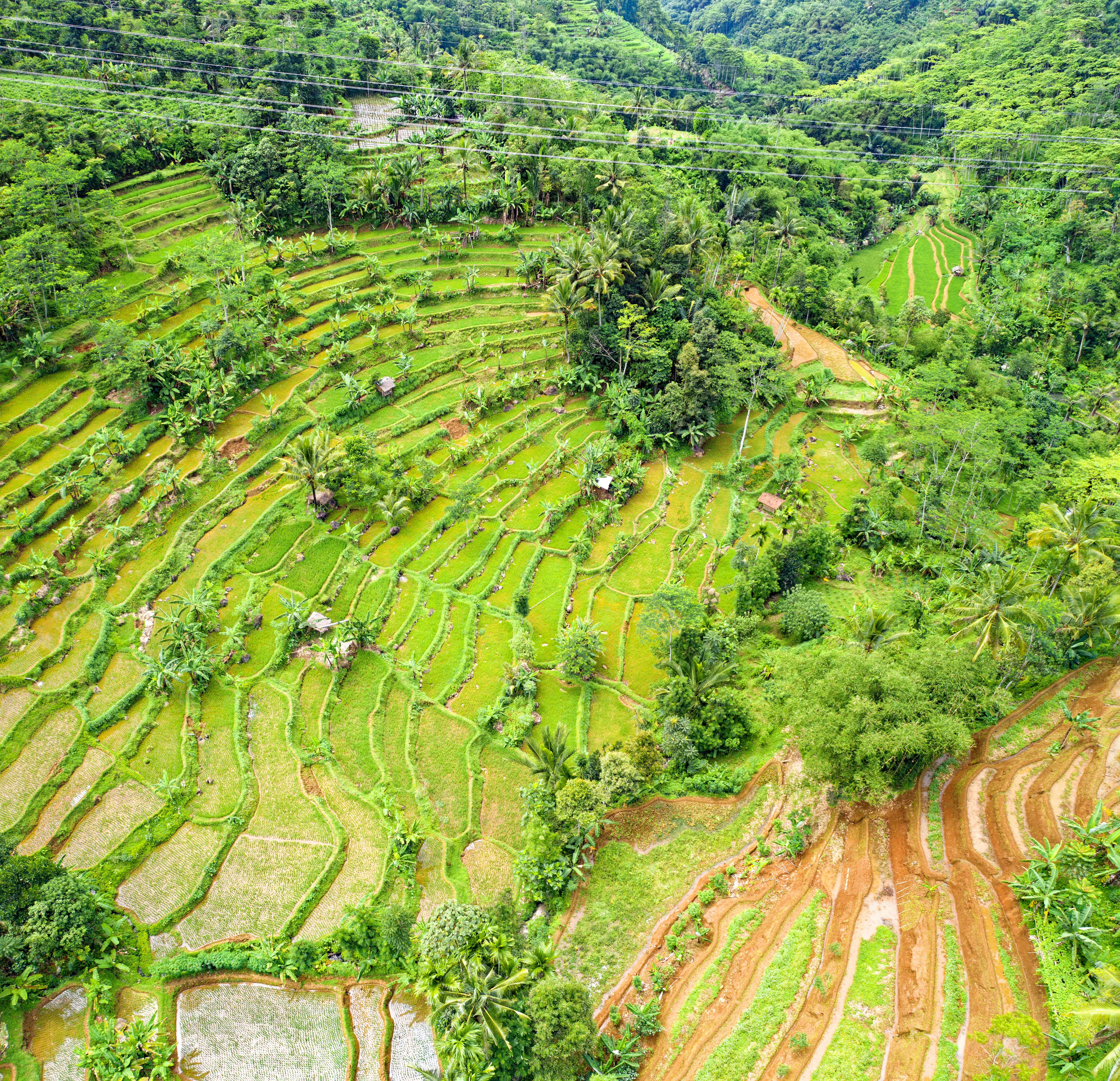 land, tree, tranquil scene, nature, birds eye view, growth, aerial, tropical, trees, field, rice paddy, scenics - nature, beautiful, flora, rural scene, HD Wallpaper