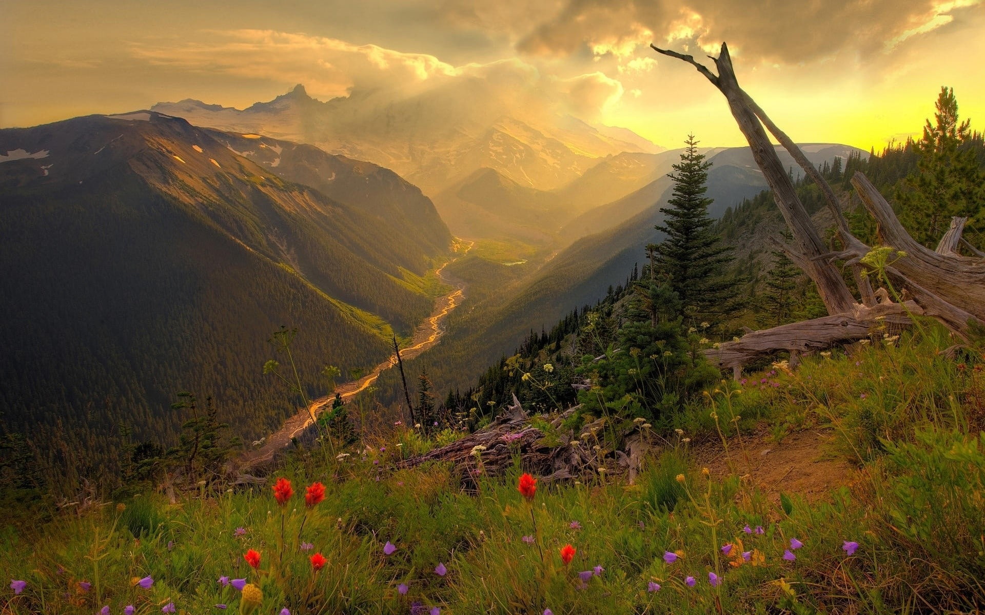 mountain, Snag, valley, mountain peak, environment, Look, sky, scenics - nature, tranquility, mountain range, no people, flower, cloud - sky, outdoors, HD Wallpaper
