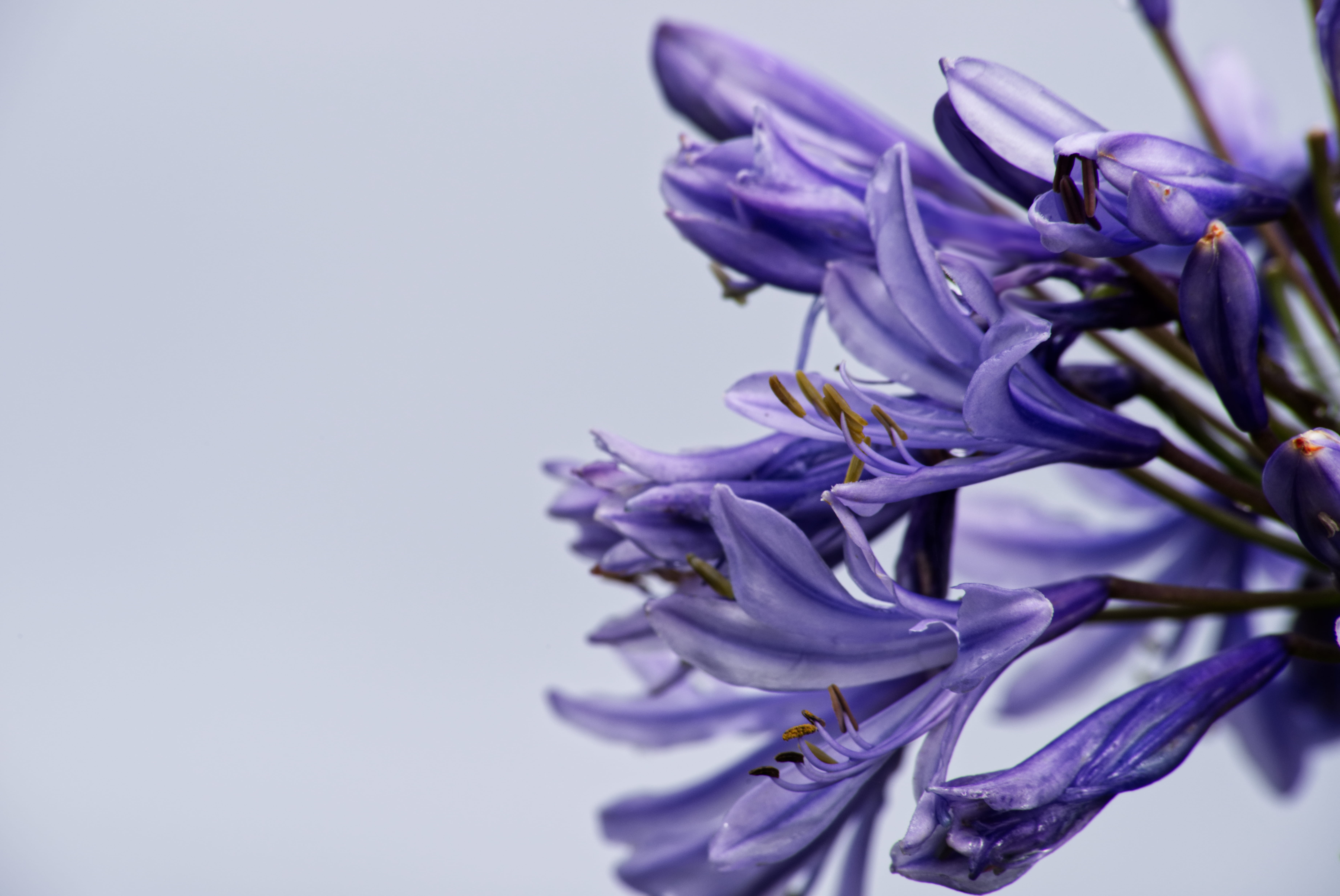 studio shot, flower, freshness, 5K, flower head, guernsey, petal, route de la rocque, vulnerability, beauty in nature, indoors, plant, inflorescence, selective focus, HD Wallpaper