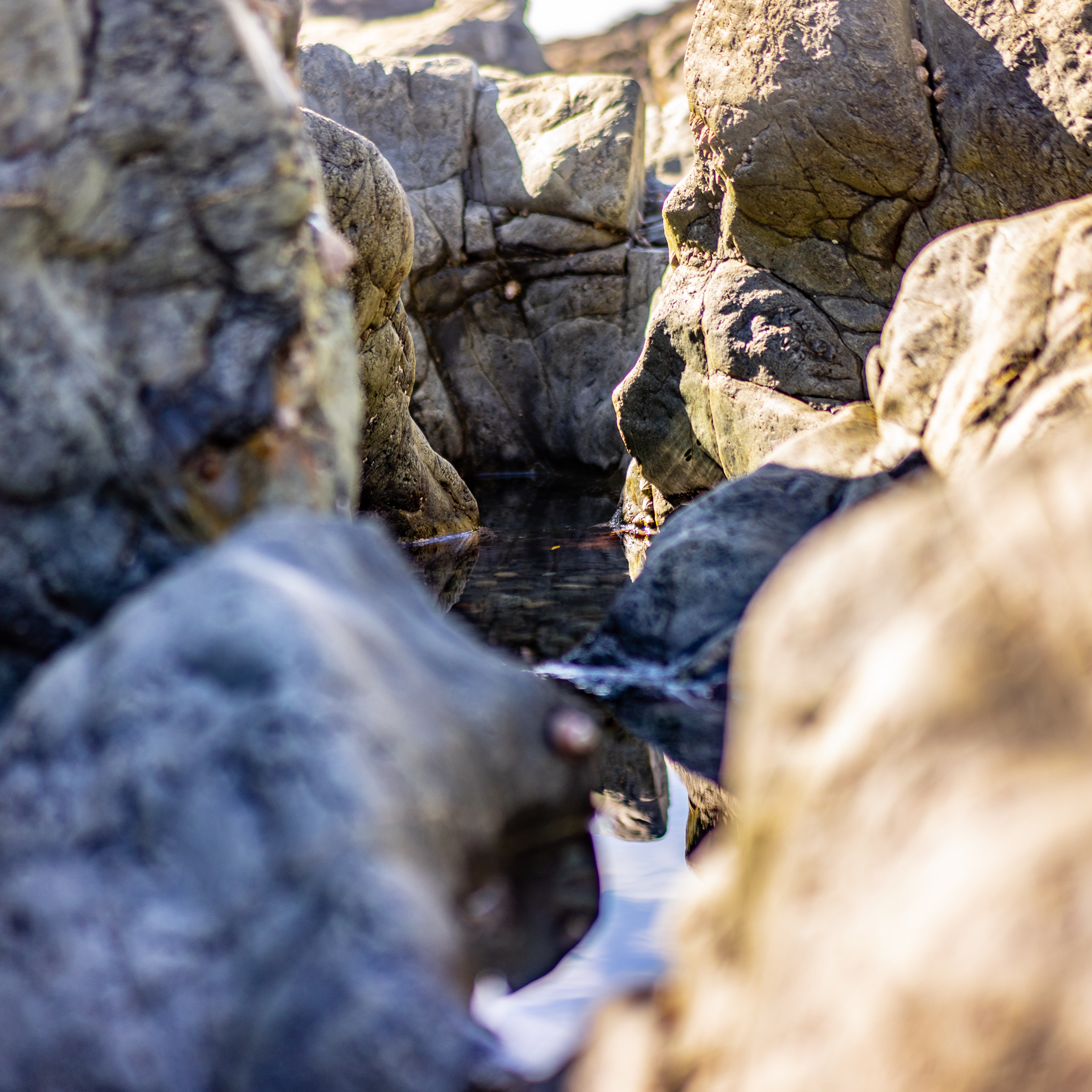 rockpool, rock formation, water, no people, promontory, close-up, motion, golden, guernsey, blue, summer, flowing water, outdoors, bird, stone, selective focus, Phone HD Wallpaper