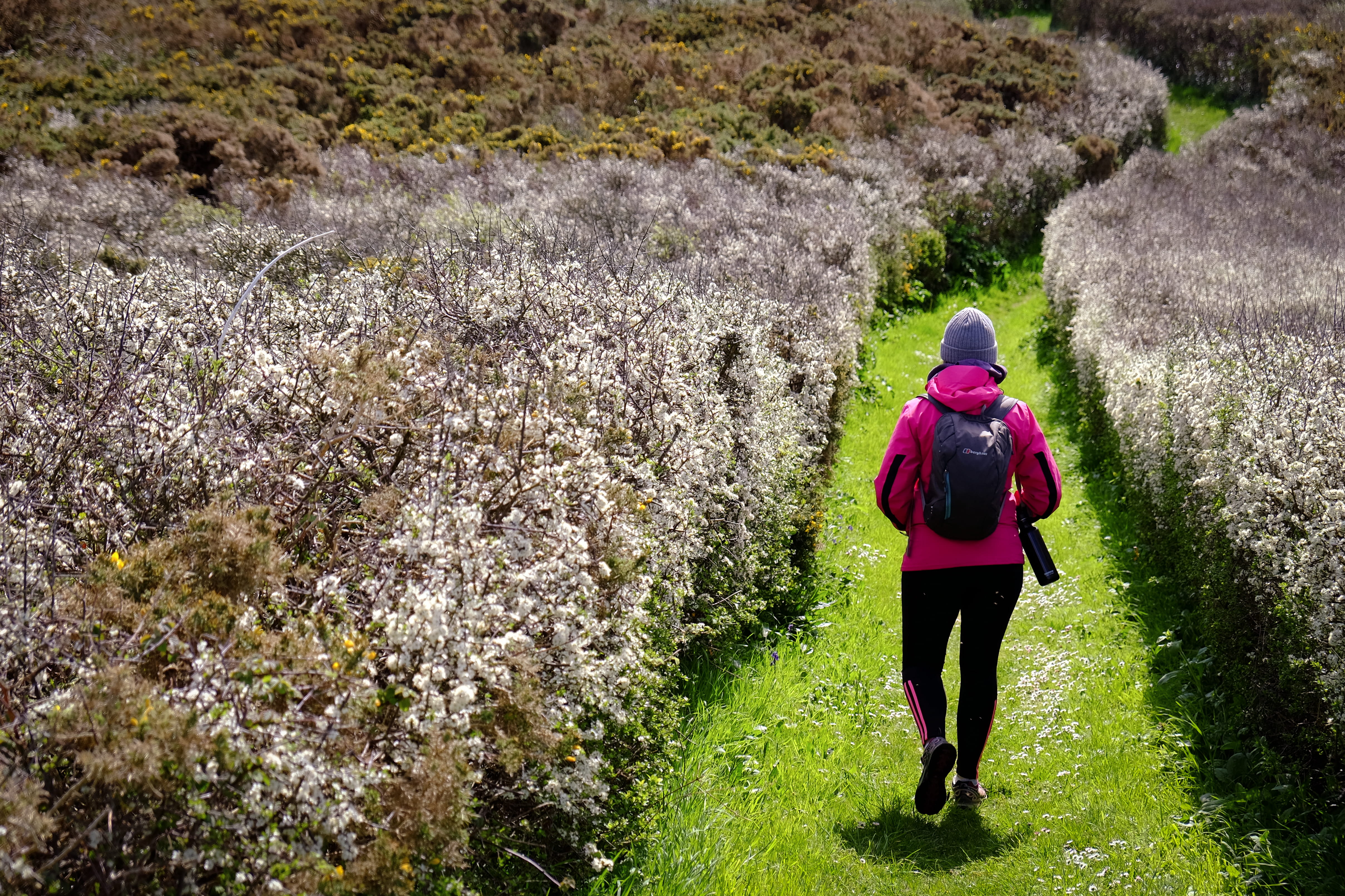 hike, nature, full length, plant, day, island life, leisure activity, women, hiking, walk, guernsey, growth, one person, tranquility, warm clothing, outdoors, HD Wallpaper