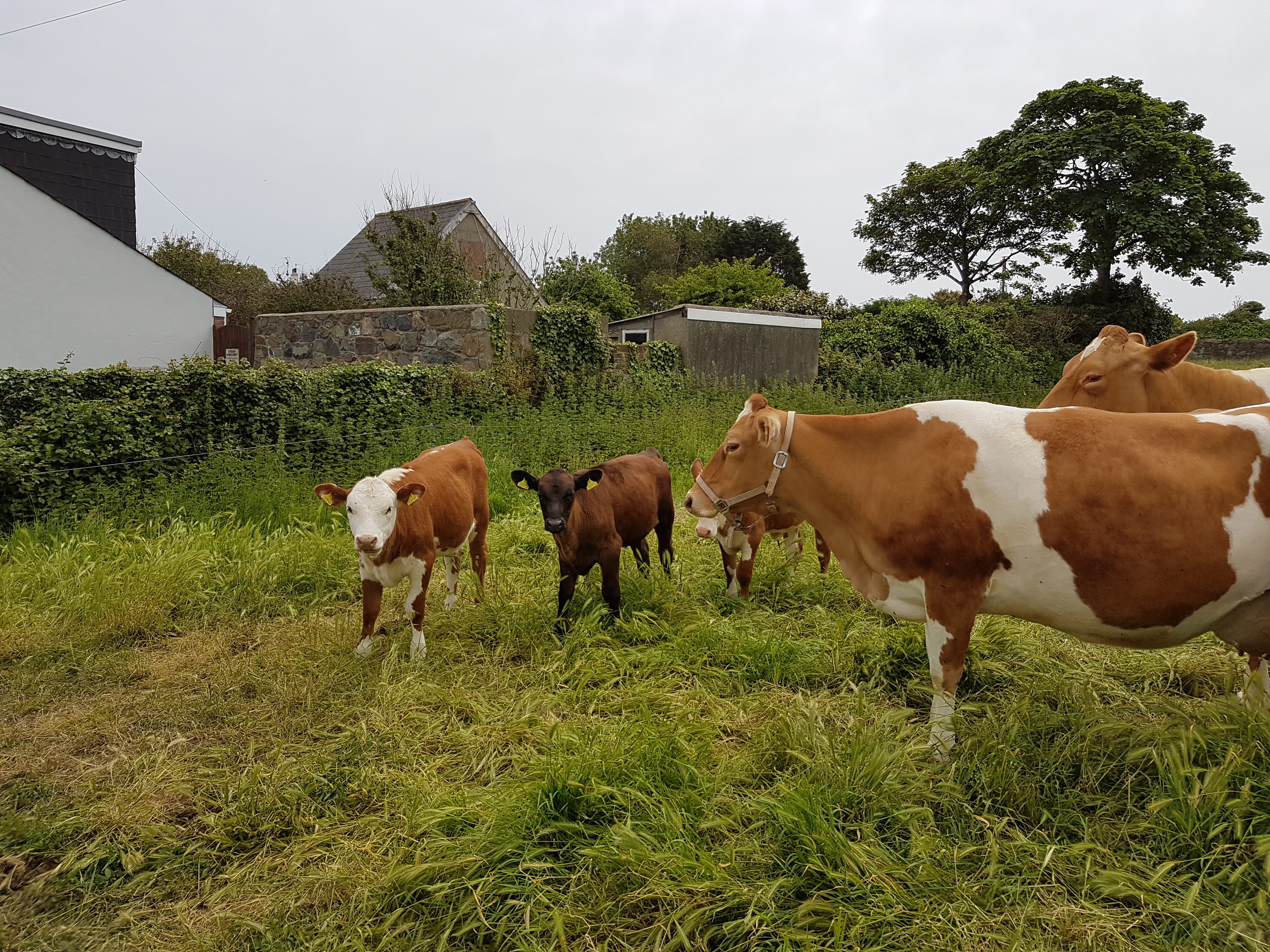 land, nature, grass, no people, plant, livestock, tree, cow, pets, field, cattle, animal themes, domestic animals, outdoors, 4K, domestic, sky, guernsey cows, HD Wallpaper