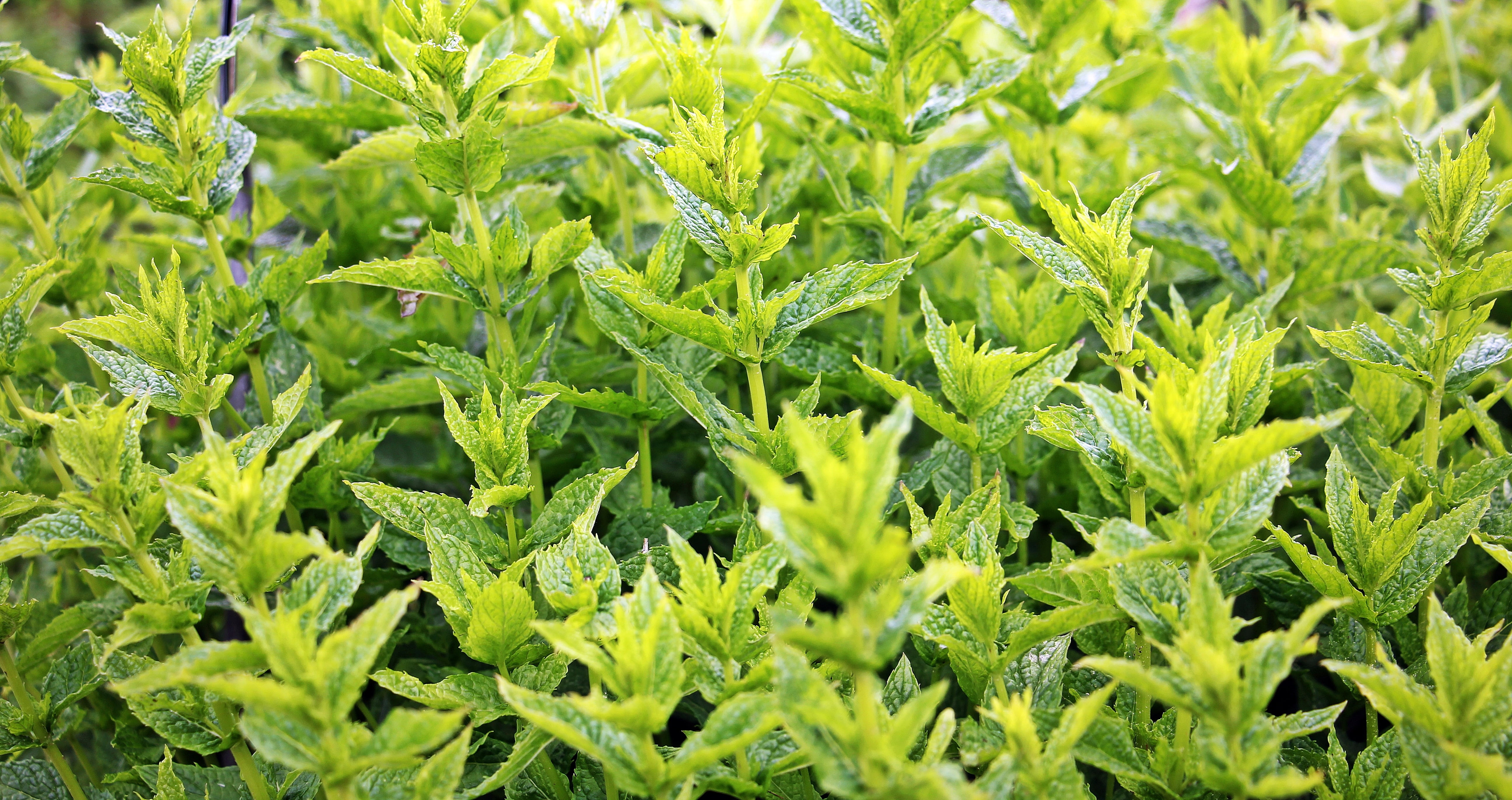 leaf, aroma, healing, green, 5K, herb, mint tea, fragrant herb, garden, freshness, frisch, food, vegetable, medicinal herbs, healthy, nature, lot, plant, HD Wallpaper