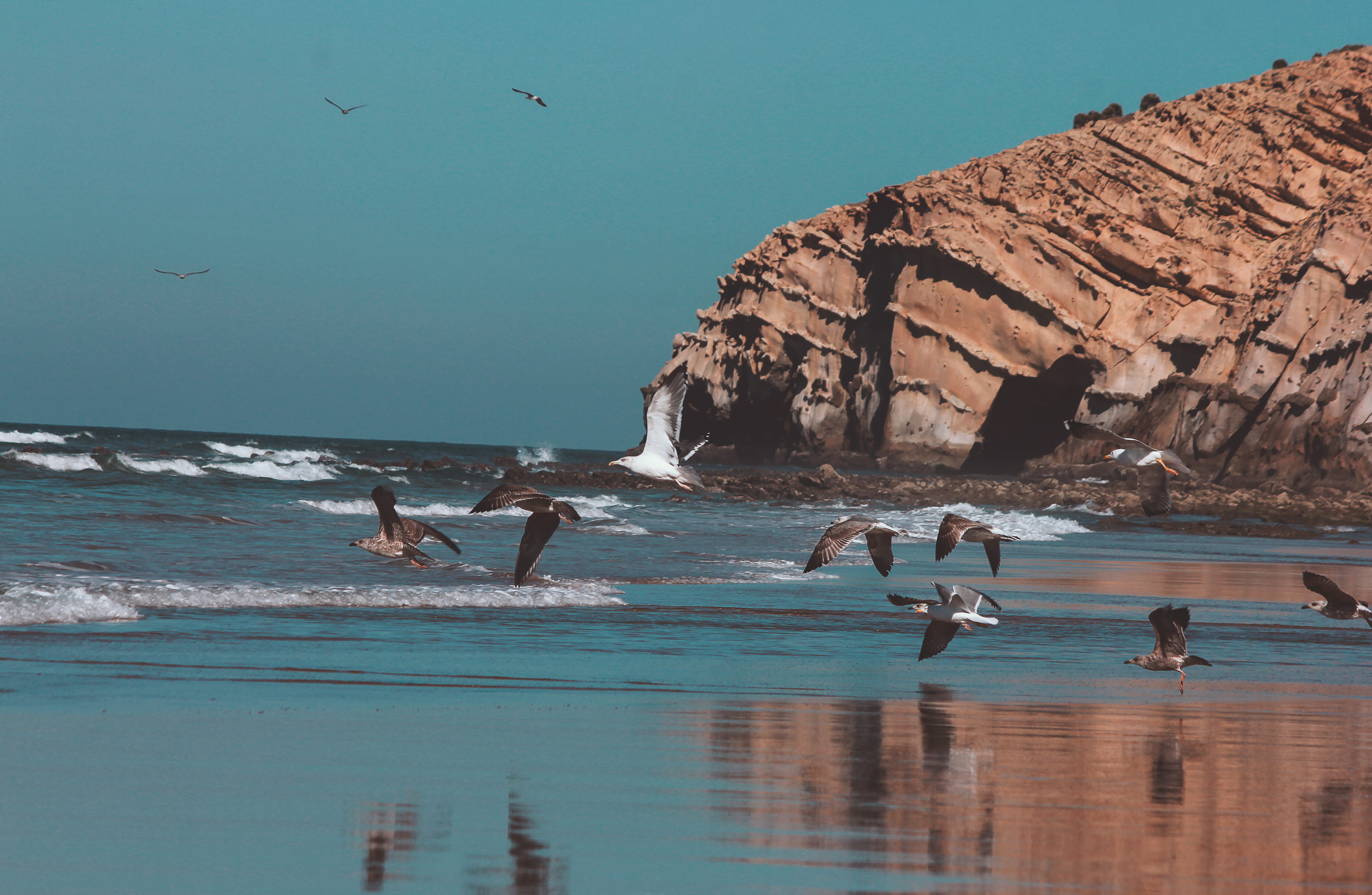 bird, animals in the wild, style, rock formation, colors, clouds, rmilat, animal themes, land, animal, 5K, group of animals, day, sky, outdoors, seagull, HD Wallpaper