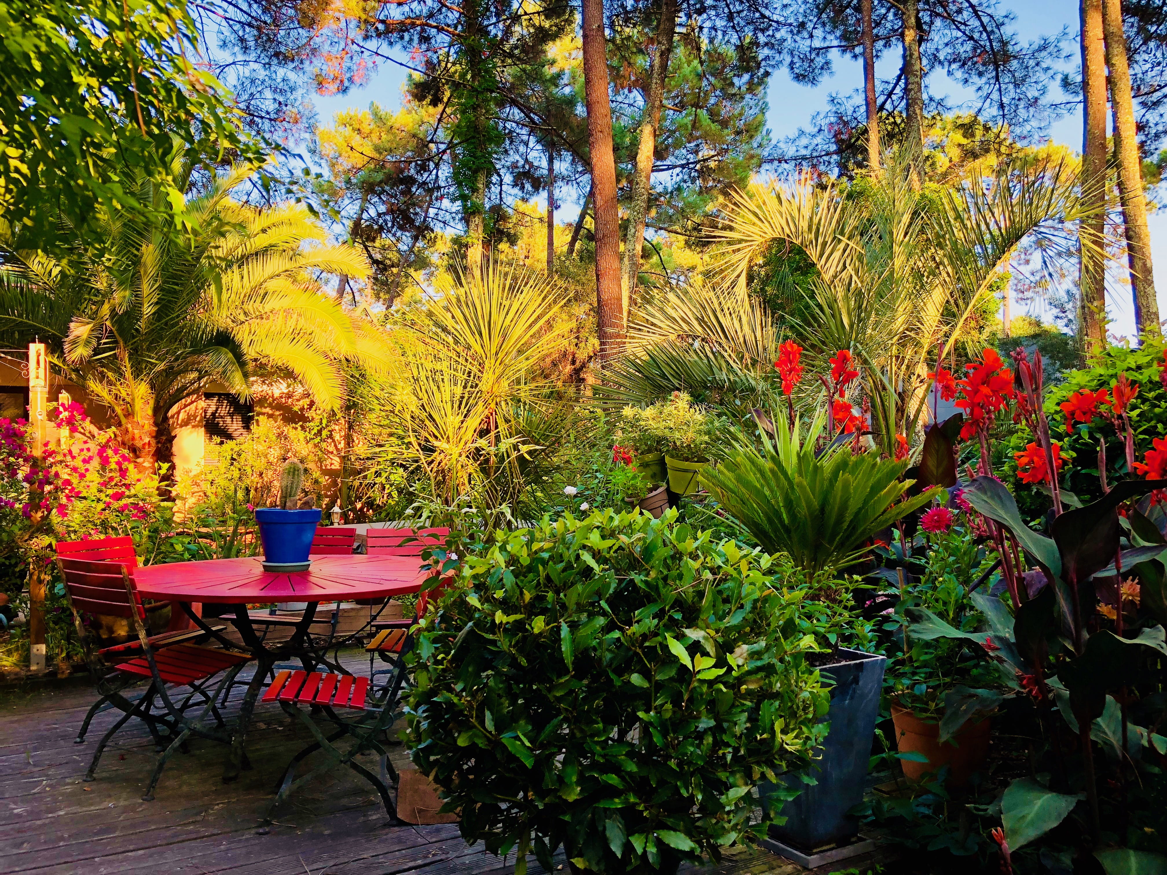 hossegor, chair, growth, france, plant, soorts-hossegor, outdoors, garden, sunlight, 4K, 1622 avenue de bordeaux, empty, tranquility, red table, plant part, HD Wallpaper