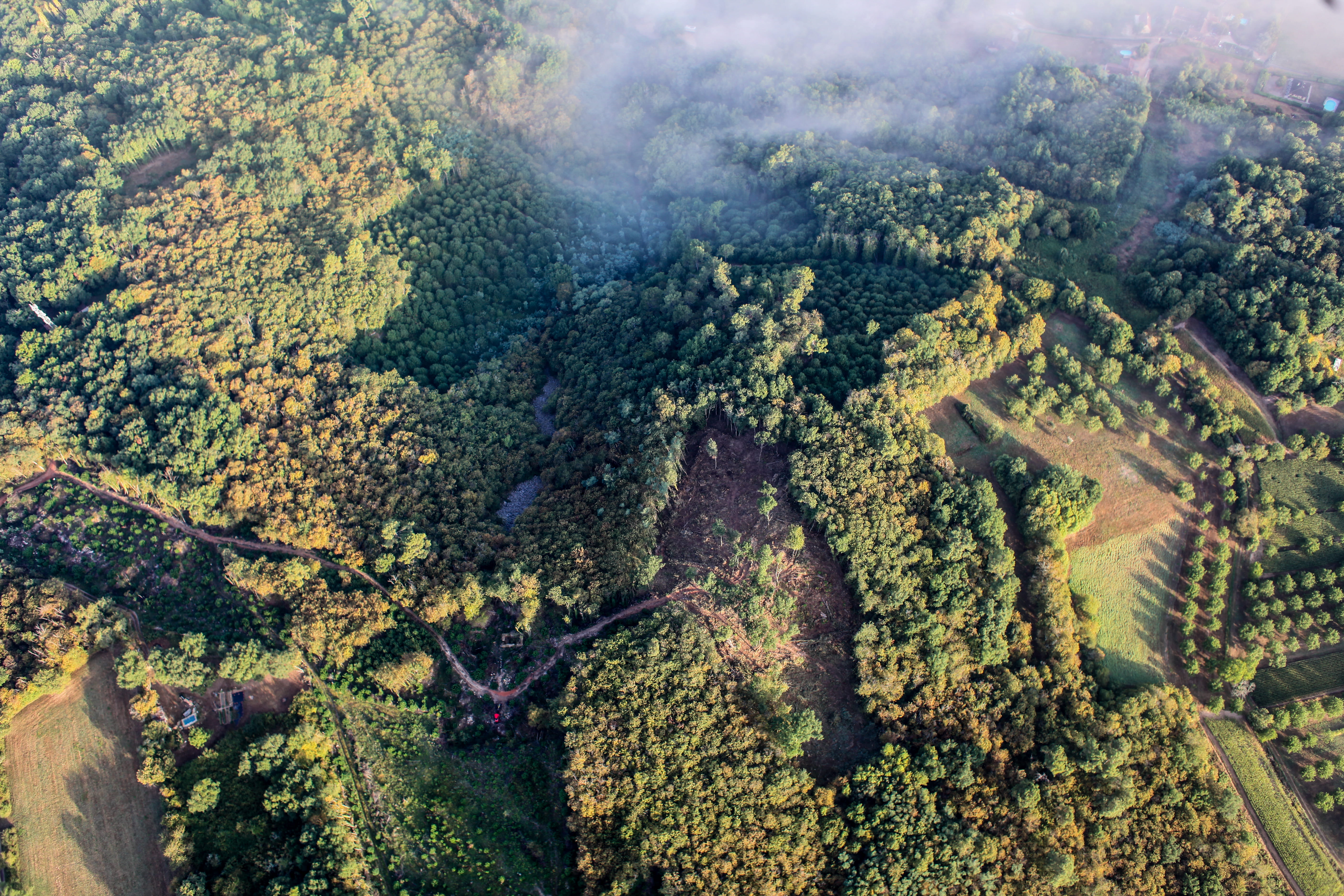 day, forest, aerial view, trees, photography, mist, landscape, growth, beauty in nature, environment, green color, 5K, skyview, cloud, leafe, non-urban scene, HD Wallpaper