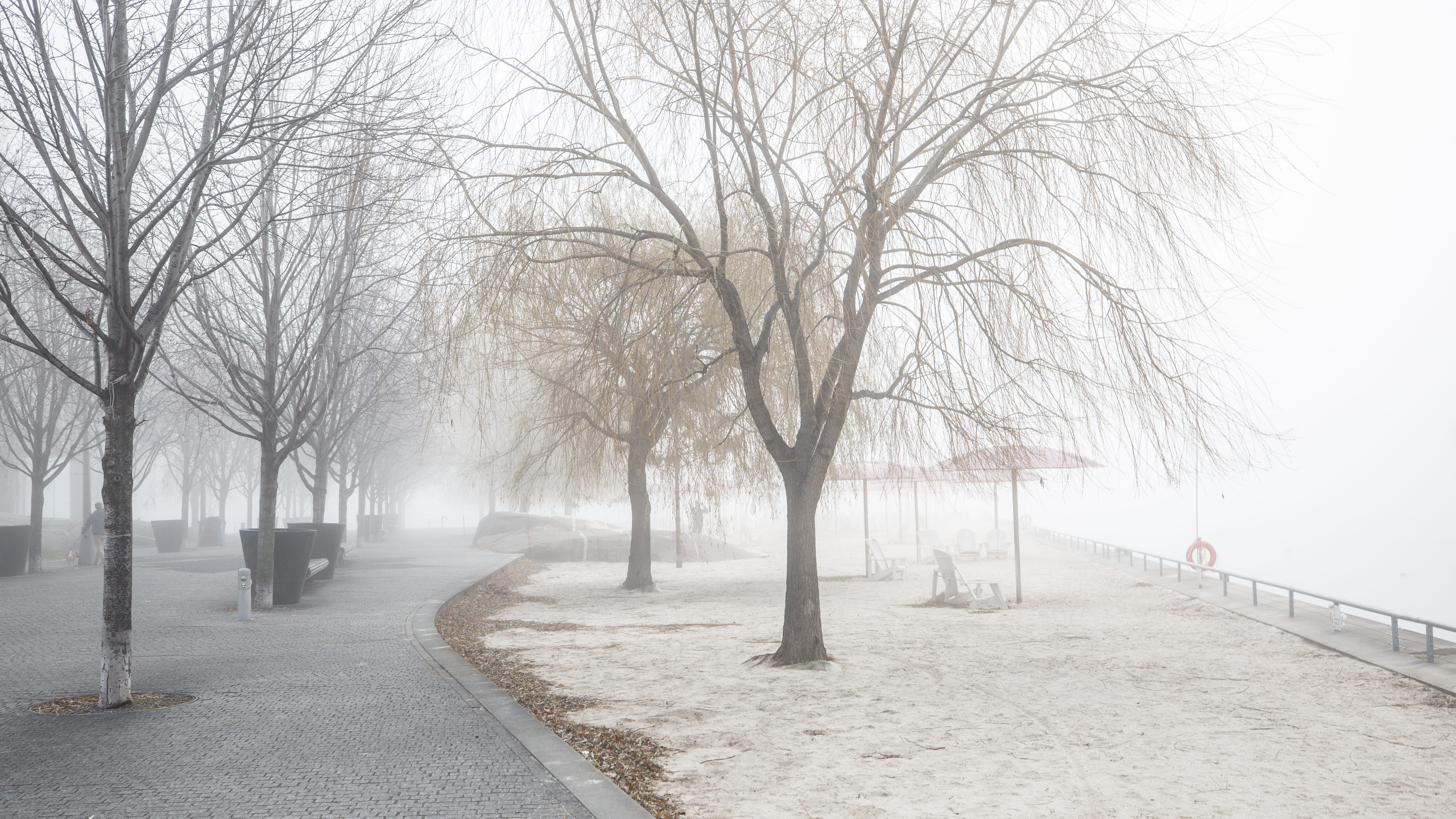park, outdoors, 5K, tree, day, calm, branch, path, toronto, no people, road, city, the way forward, snow, tranquility, plant, transportation, scenics - nature, HD Wallpaper