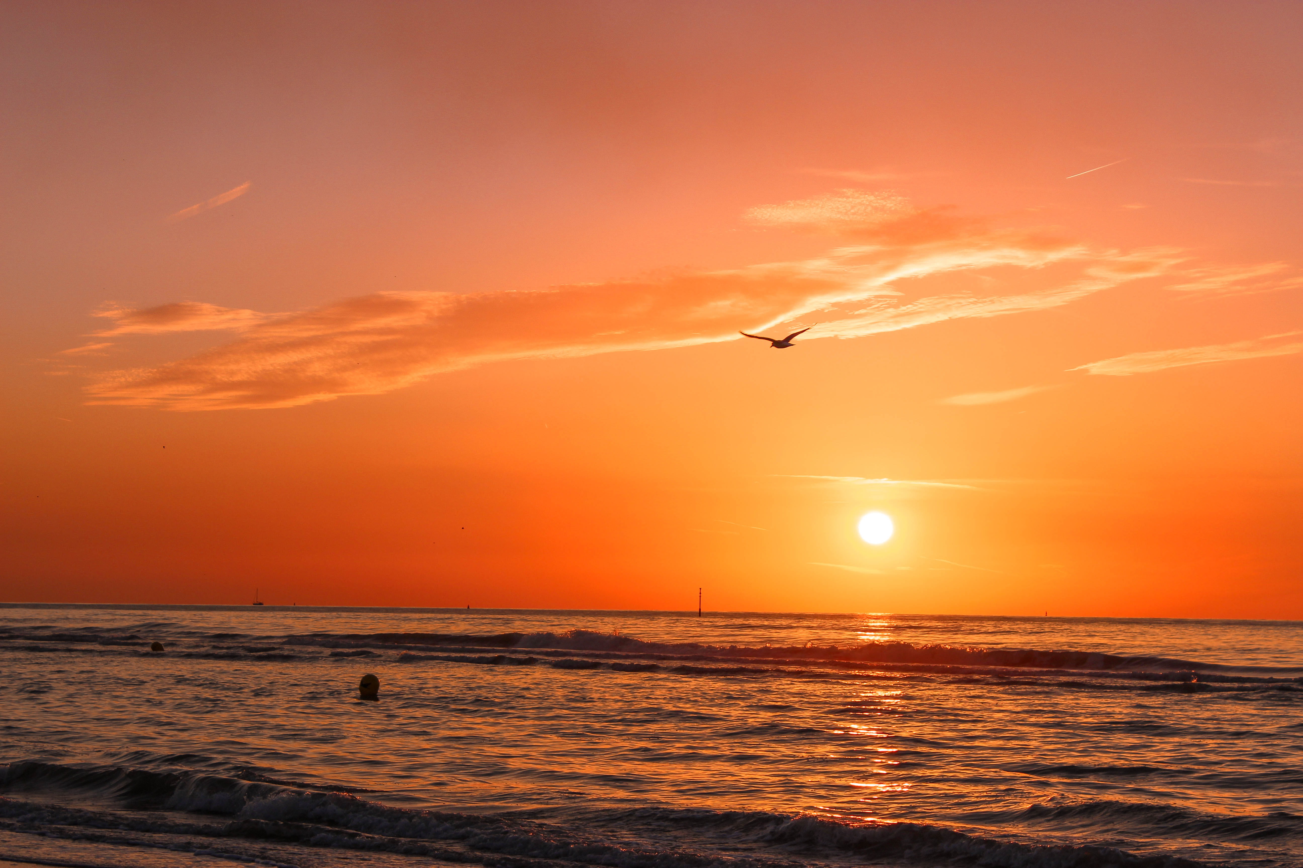 ocean, dawn, vertebrate, one animal, orange color, minimalism, outdoors, boat, flare, animal themes, bird, beauty in nature, sunset, sunrise, flying, sea, HD Wallpaper