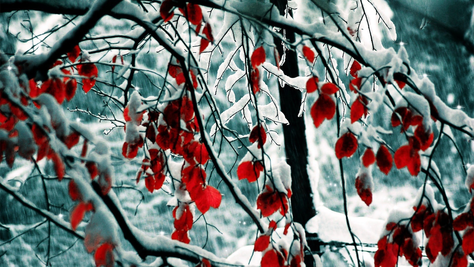 fruit, growth, close-up, nature, day, food, beauty in nature, tree, trees, no people, red, branch, petaled, healthy eating, plant, cold temperature, outdoors, HD Wallpaper
