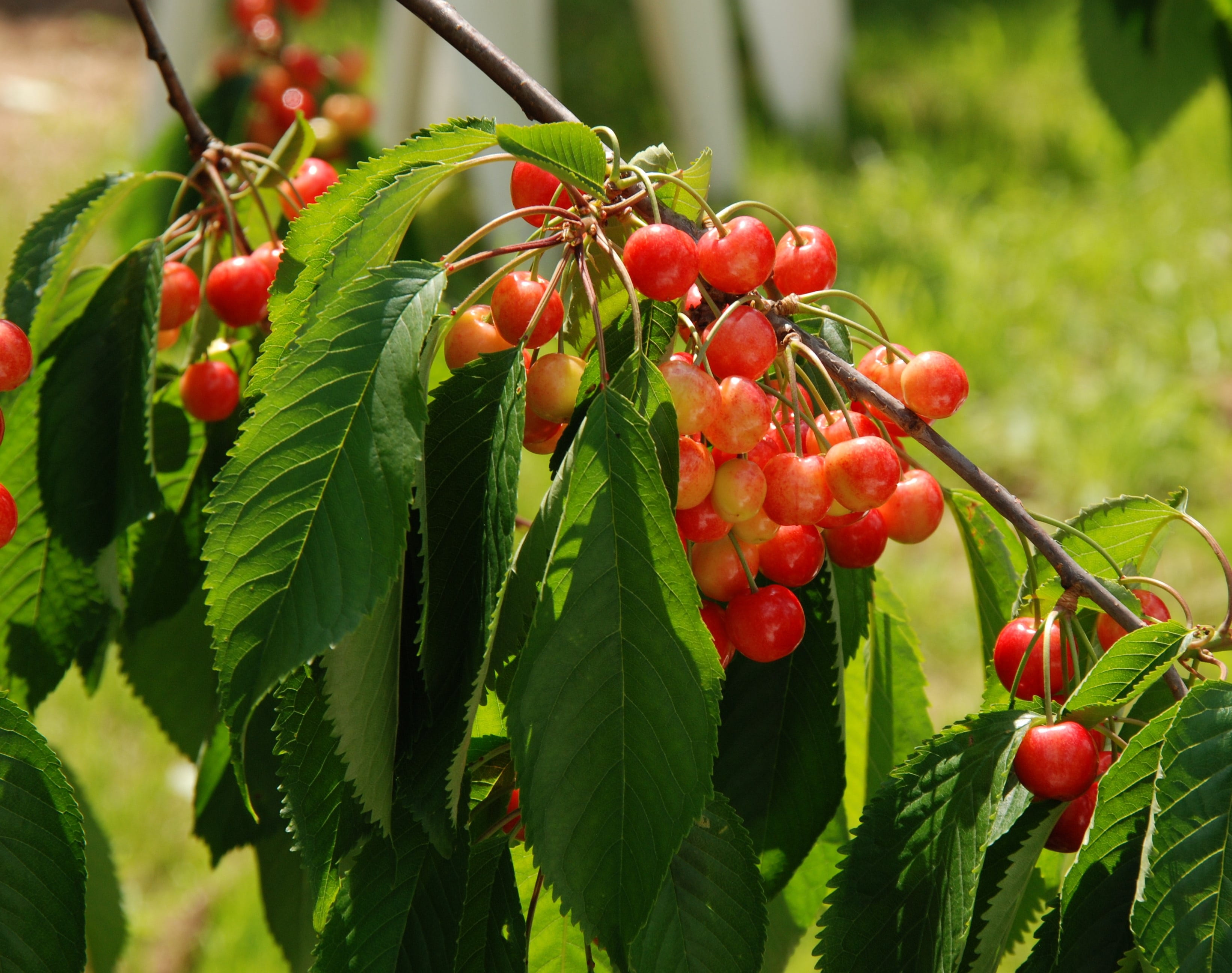 ripe, 2K, plant part, healthy eating, summer, food, healthy, nature, juicy, beauty in nature, leaf, no people, crop, vitamins, fresh, rowanberry, small, HD Wallpaper