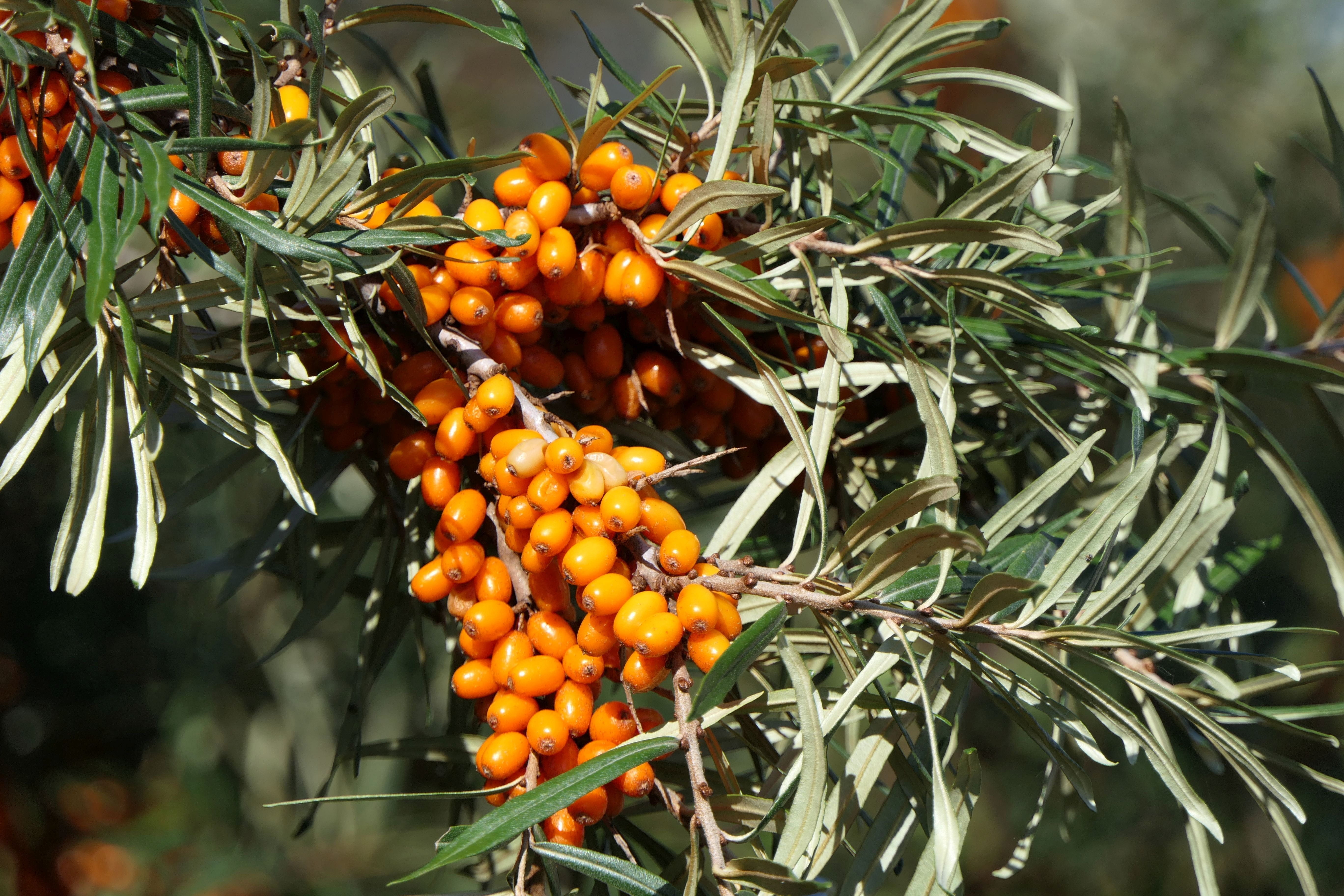 tree, close up, fruit, 5K, food, sea buckthorn, green color, berries, growth, rowanberry, focus on foreground, orange color, ripe, wellbeing, healthy, HD Wallpaper
