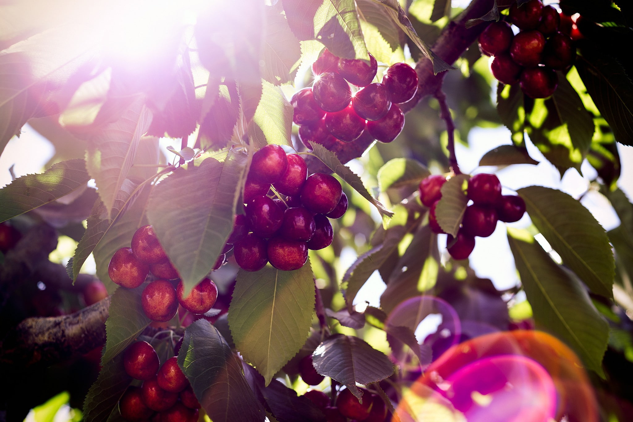 plants, cherries, 1080P, cherries (food), fruit, HD Wallpaper