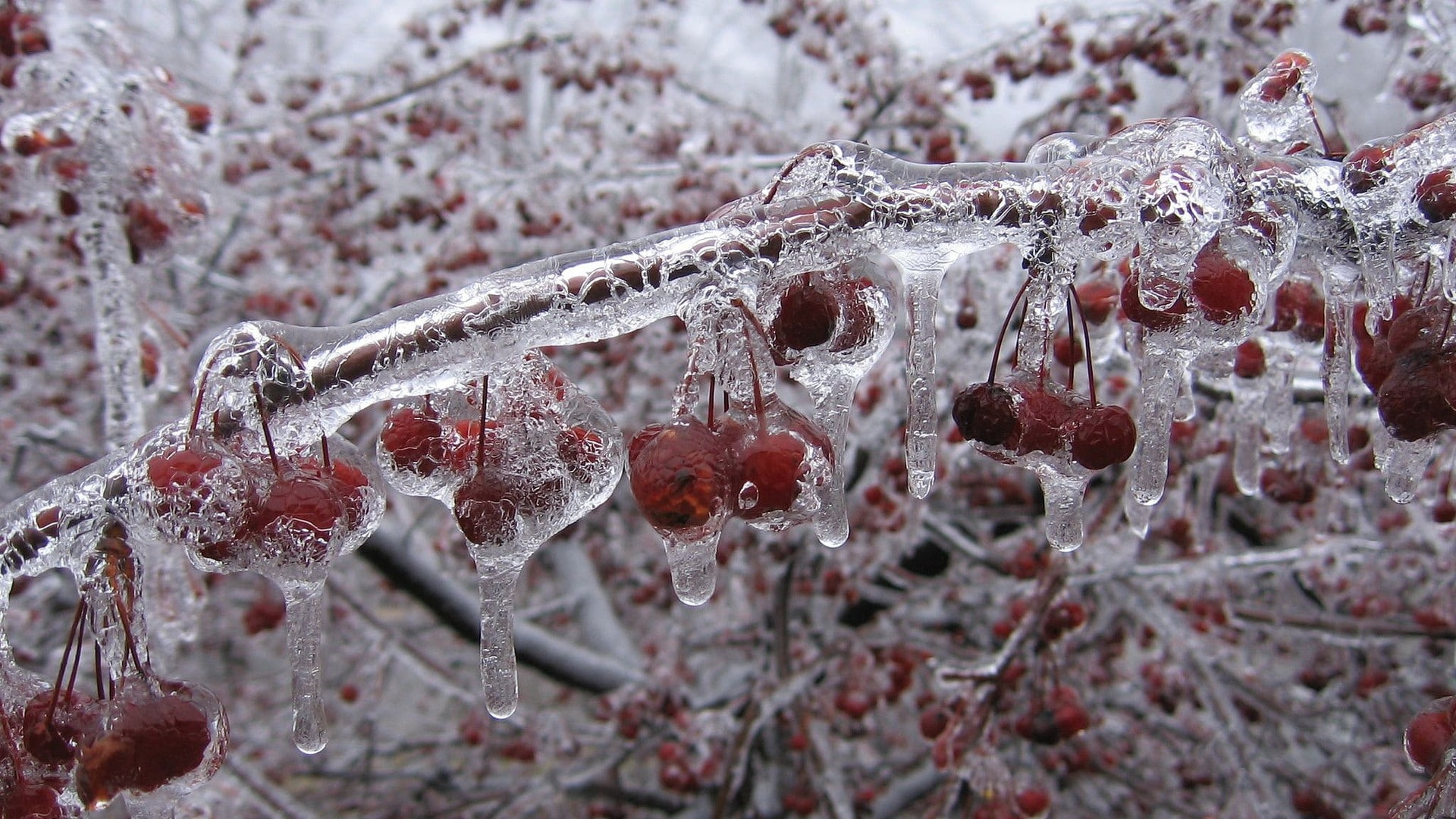 fruit, cherries (food), nature, plants, ice, 1080P, HD Wallpaper