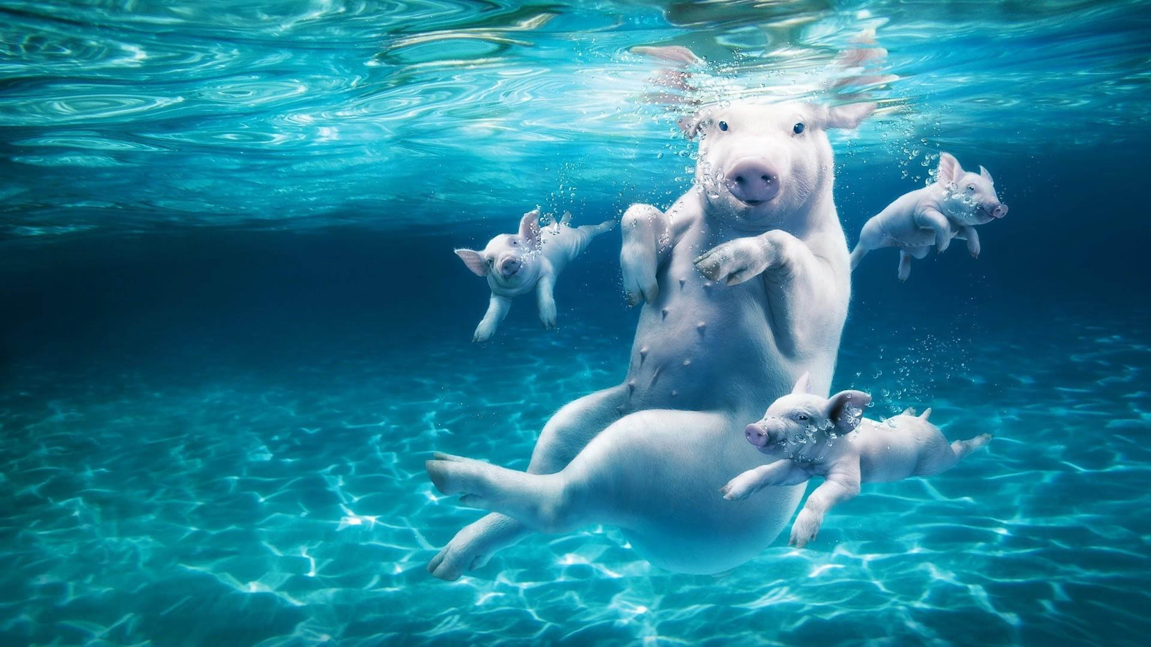 motion, outdoors, sweet, animals, desktop, swimming pool, underwater, day, mammal, pool, sea, nature, group of animals, swimming, no people, HD Wallpaper
