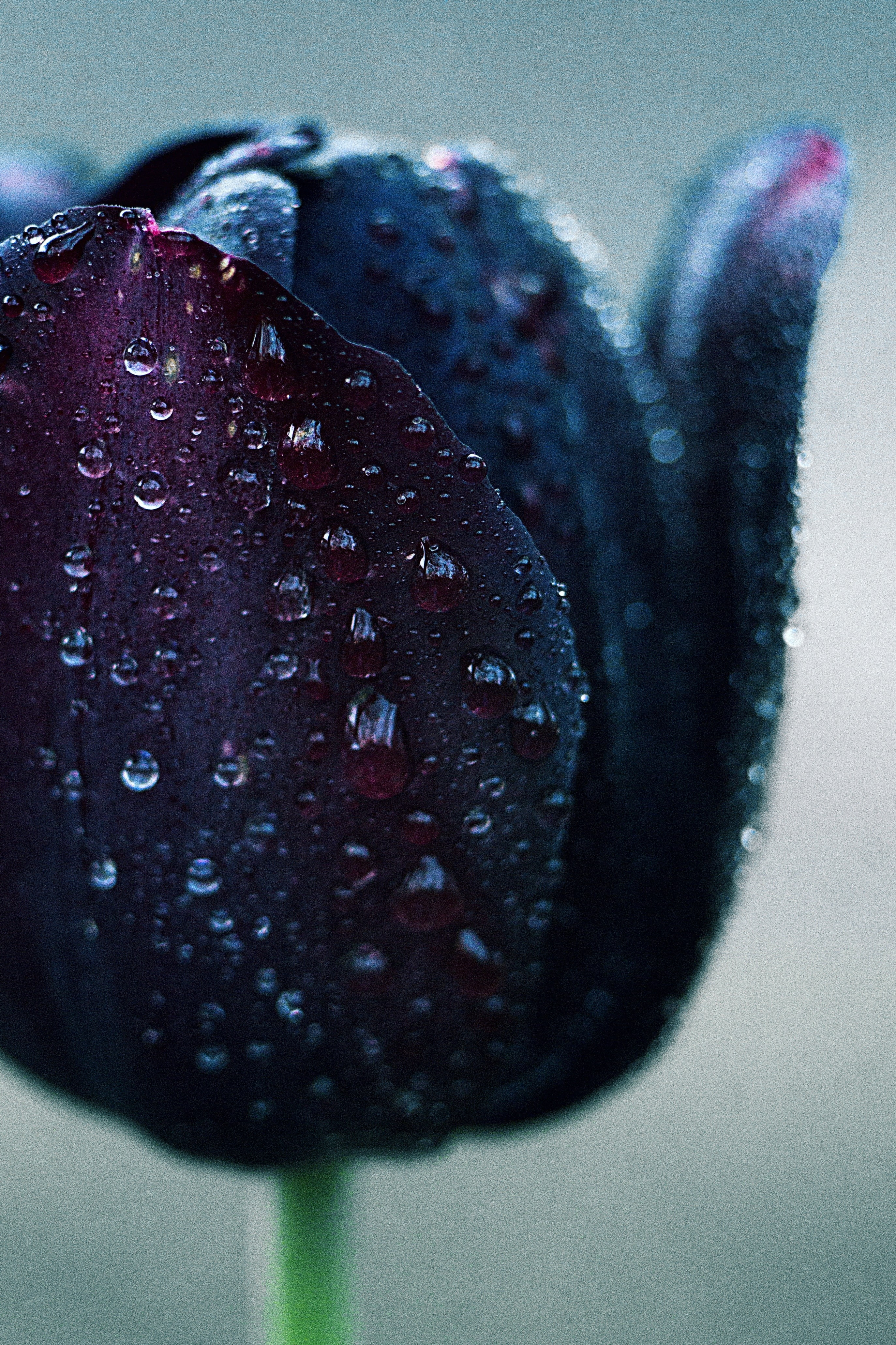 selective focus, freshness, indulgence, ripe, indoors, food, wet, table, berry fruit, wellbeing, sweet food, healthy eating, temptation, fruit, close-up, Phone HD Wallpaper