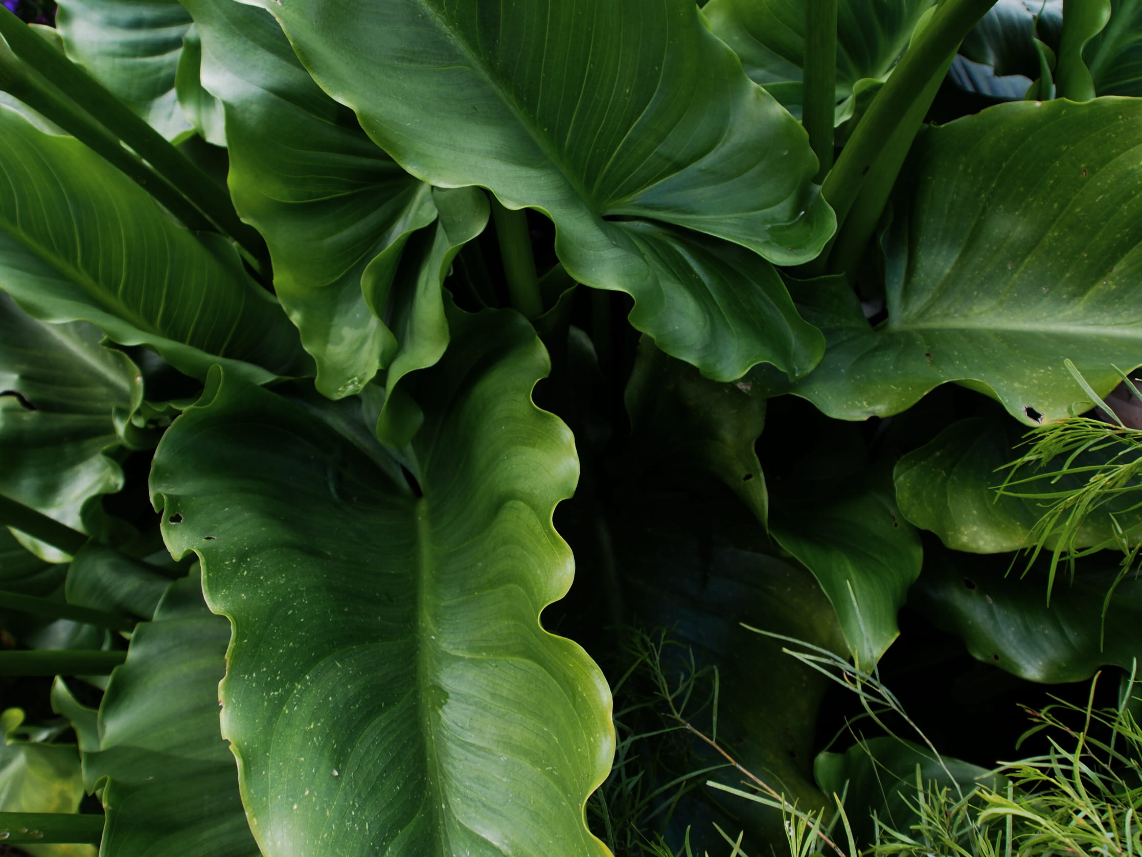 healthy eating, nature, high angle view, growth, full frame, vegetable, green color, plant part, food and drink, green, leaves, foliage, no people, australia, HD Wallpaper