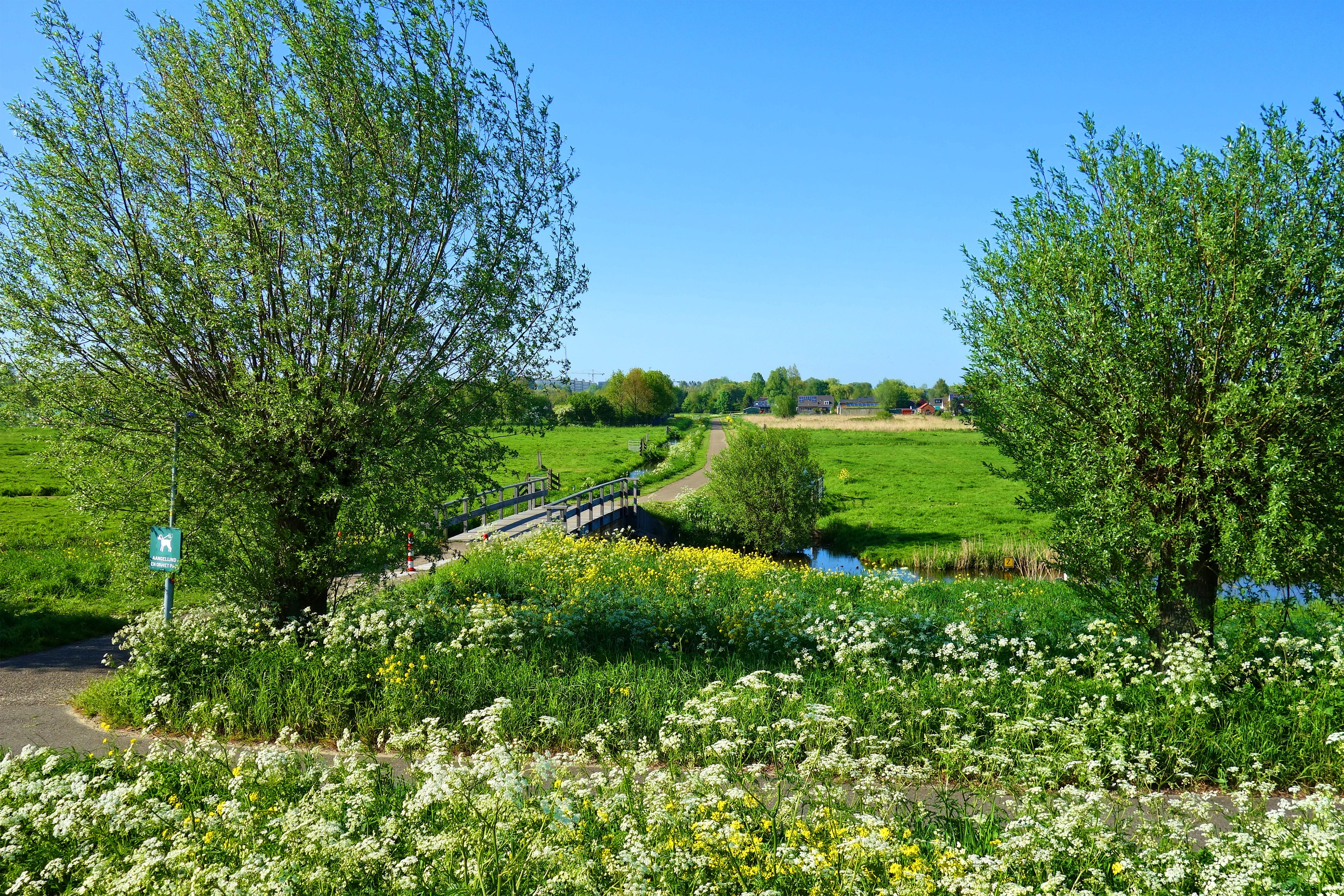clear sky, outdoors, polder, tranquility, green fields, holland, green color, flowers, environment, growth, rural, plant, landscape, no people, grass, dutch landscape, HD Wallpaper