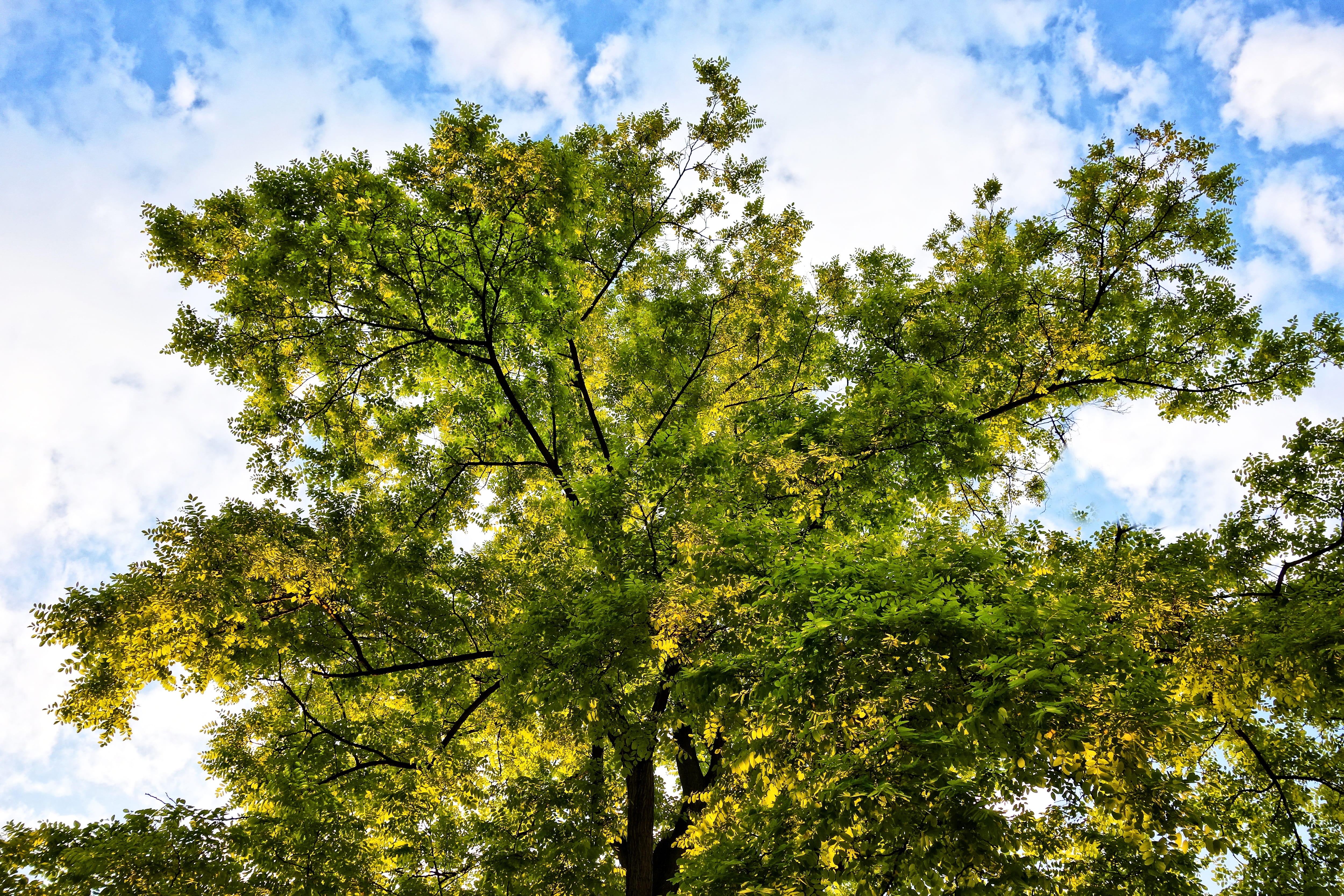 green color, tree top, leaves, spring foliage, day, tree canopy, low angle view, 4K, tranquility, blue sky, scenics - nature, sky, sunlight, non-urban scene, HD Wallpaper
