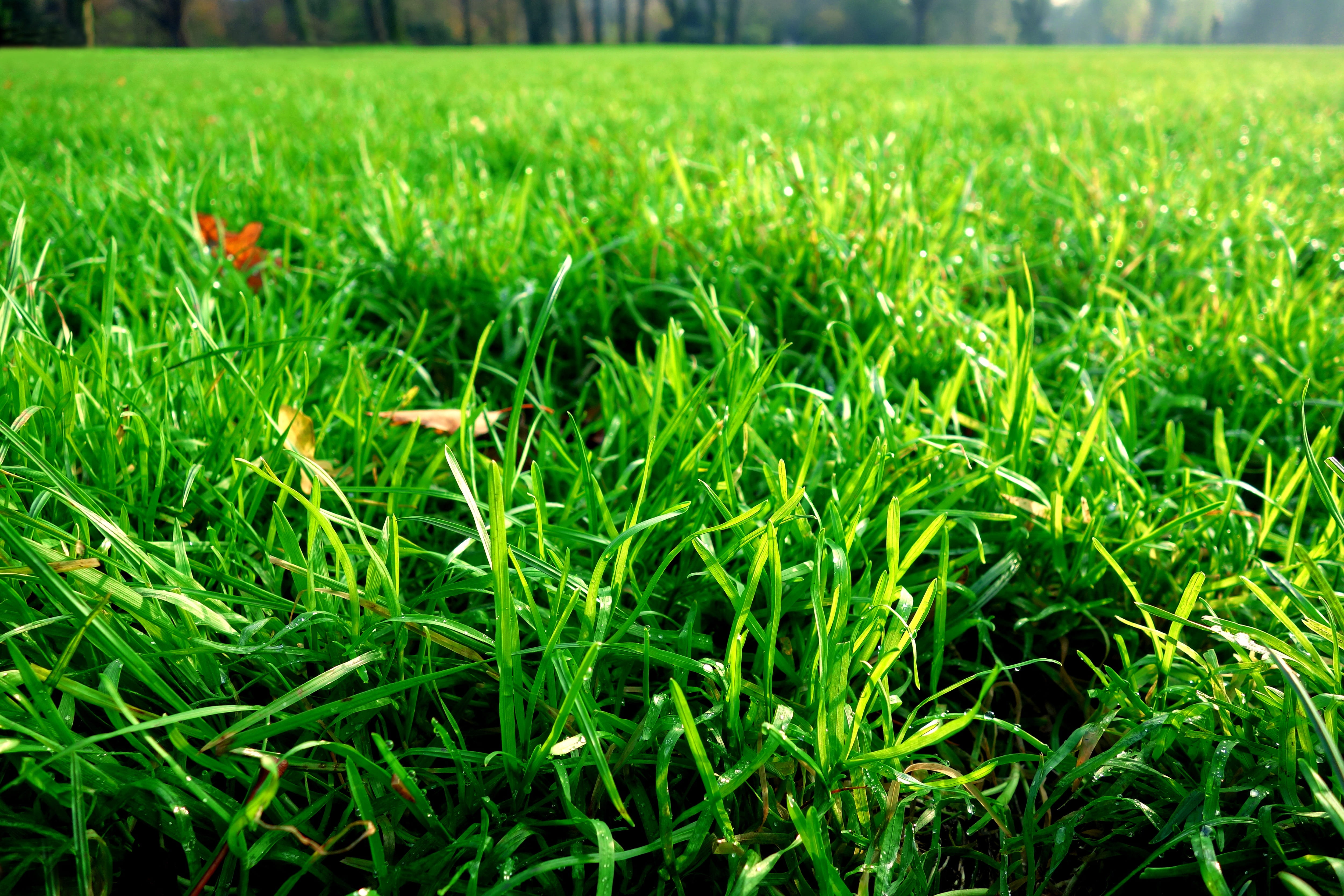 sunlight, environment, green, backgrounds, sunshine, bokeh, macro, freshness, lawn, growth, land, outdoors, beauty in nature, day, landscape, agriculture, HD Wallpaper