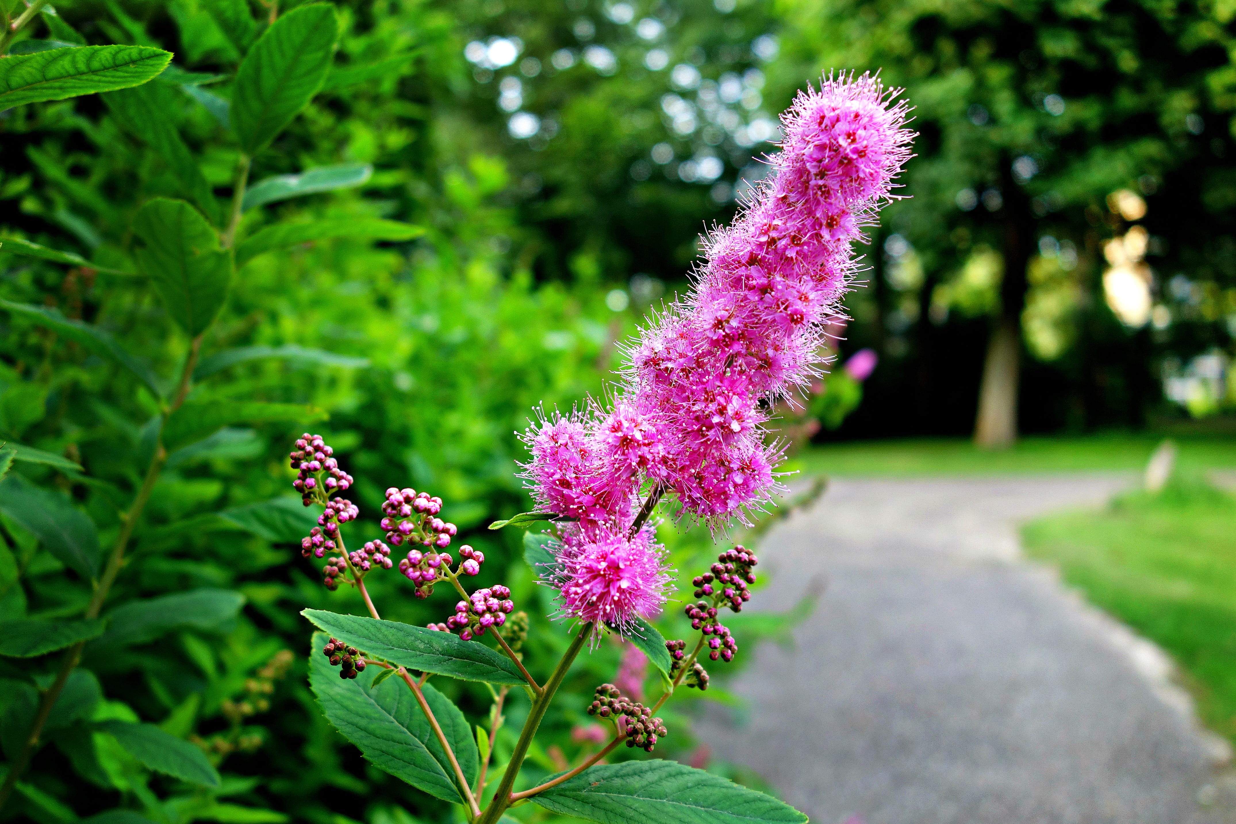 flowerbed, trees, vulnerability, nature, pink flower, green color, luscious foliage, scenic, day, freshness, ornamental garden, focus on foreground, plant part, HD Wallpaper