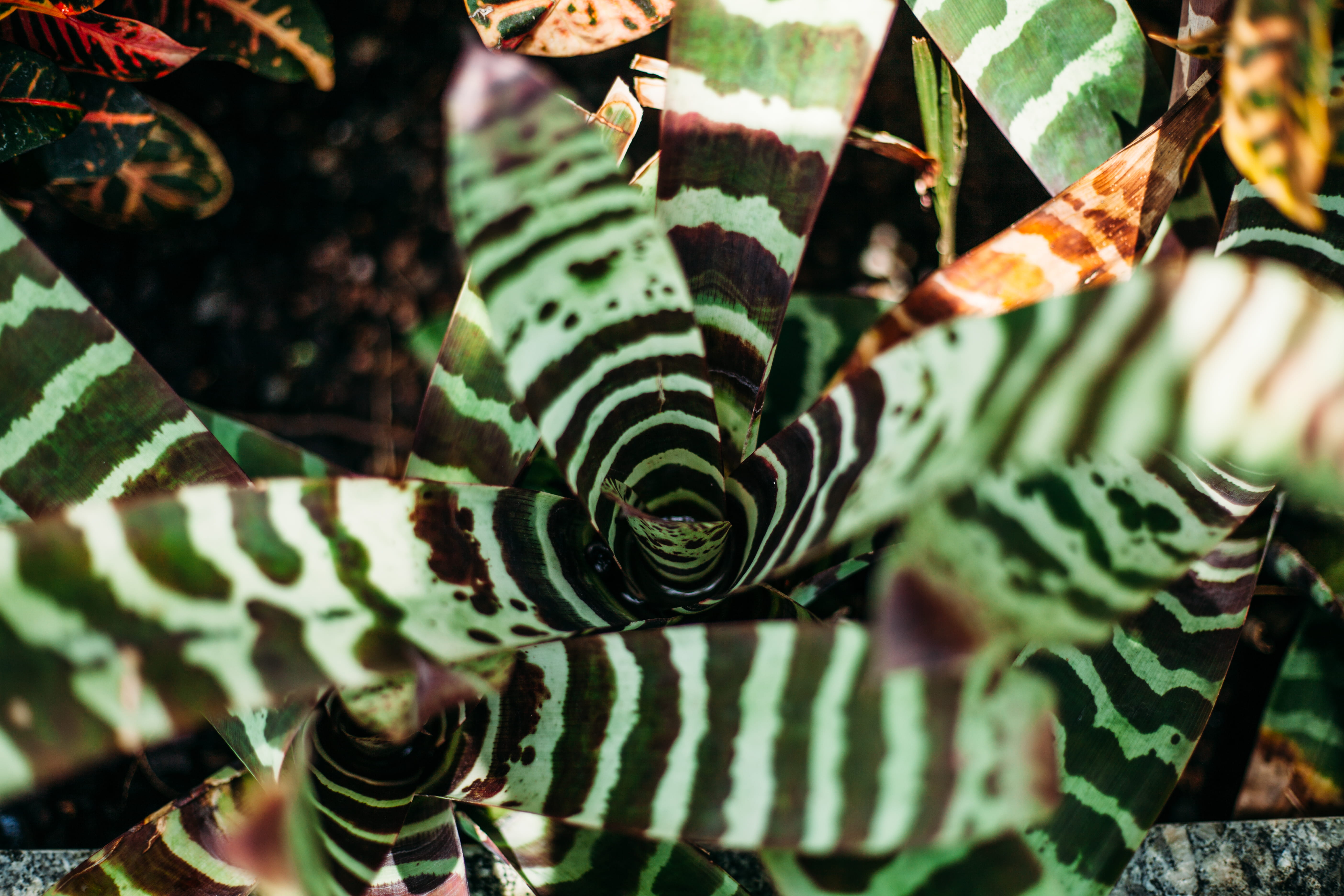 colorful, high angle view, beautiful, photo, beauty in nature, plant part, natural, day, pattern, close-up, luscious, plant, nature, striped, vibrant, selective focus, HD Wallpaper