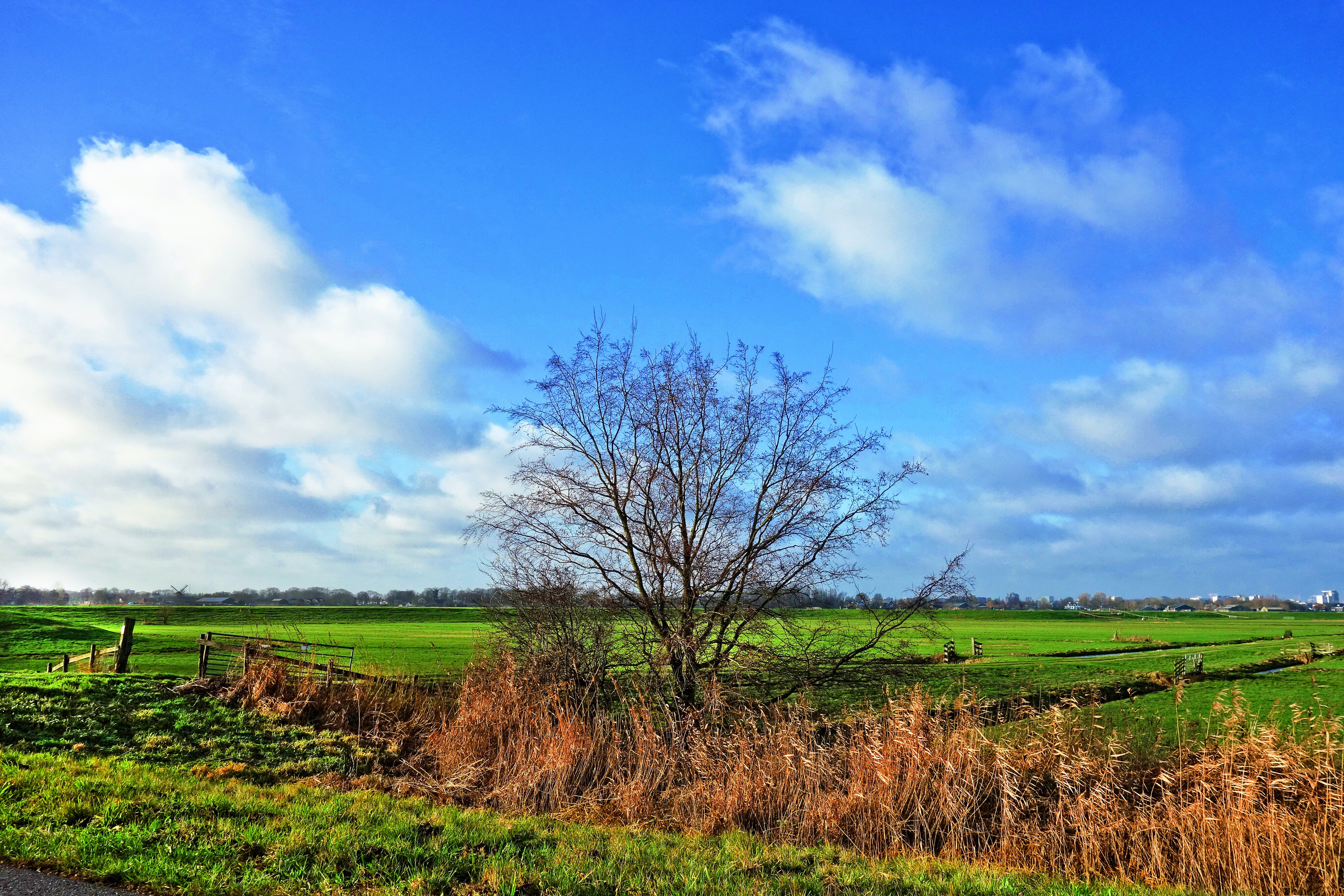 landscape, agriculture, 4K, rural, outdoors, beauty in nature, scenics - nature, lush, tranquility, luscious, pasture, dutch, field, environment, tranquil scene, HD Wallpaper