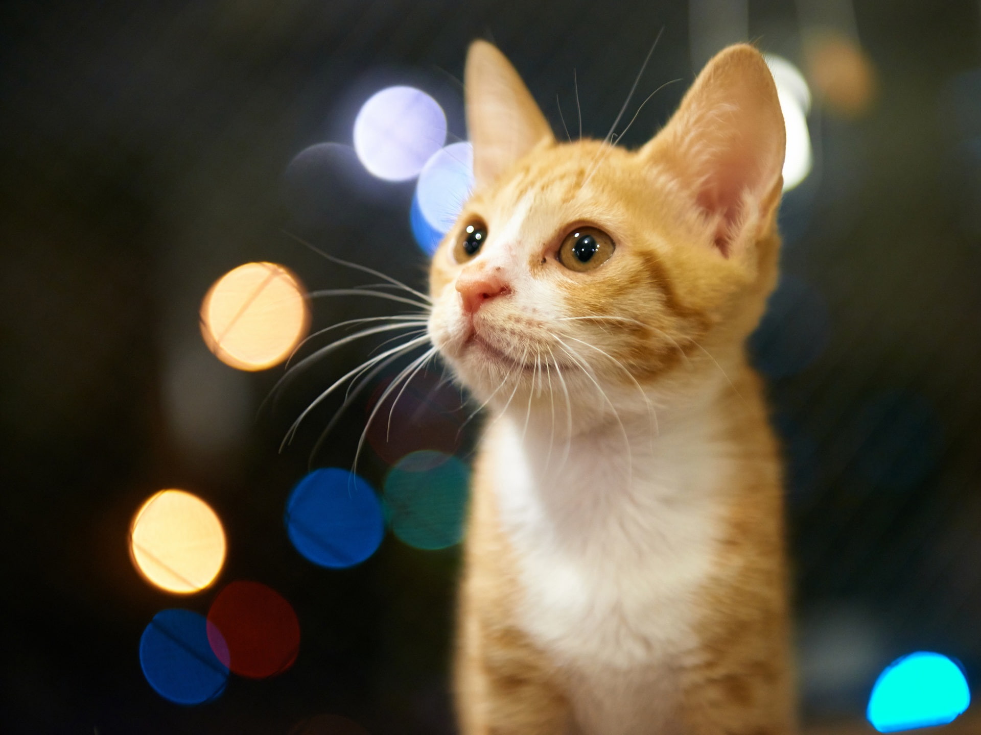 Kitten, Glare, tabby, Cute, Eyes, Background, 1080P, Orange, HD Wallpaper