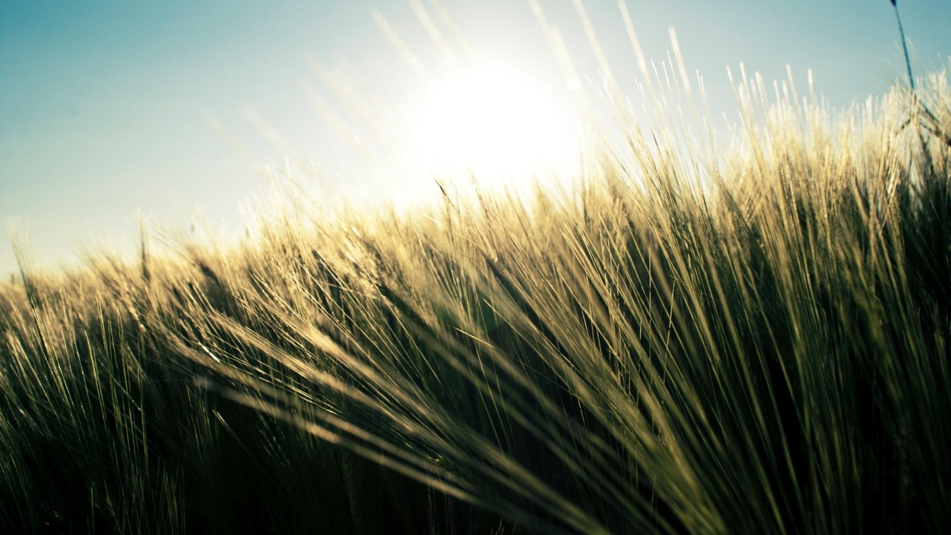 grass, 1080P, nature and landscapes, skay, blades, HD Wallpaper