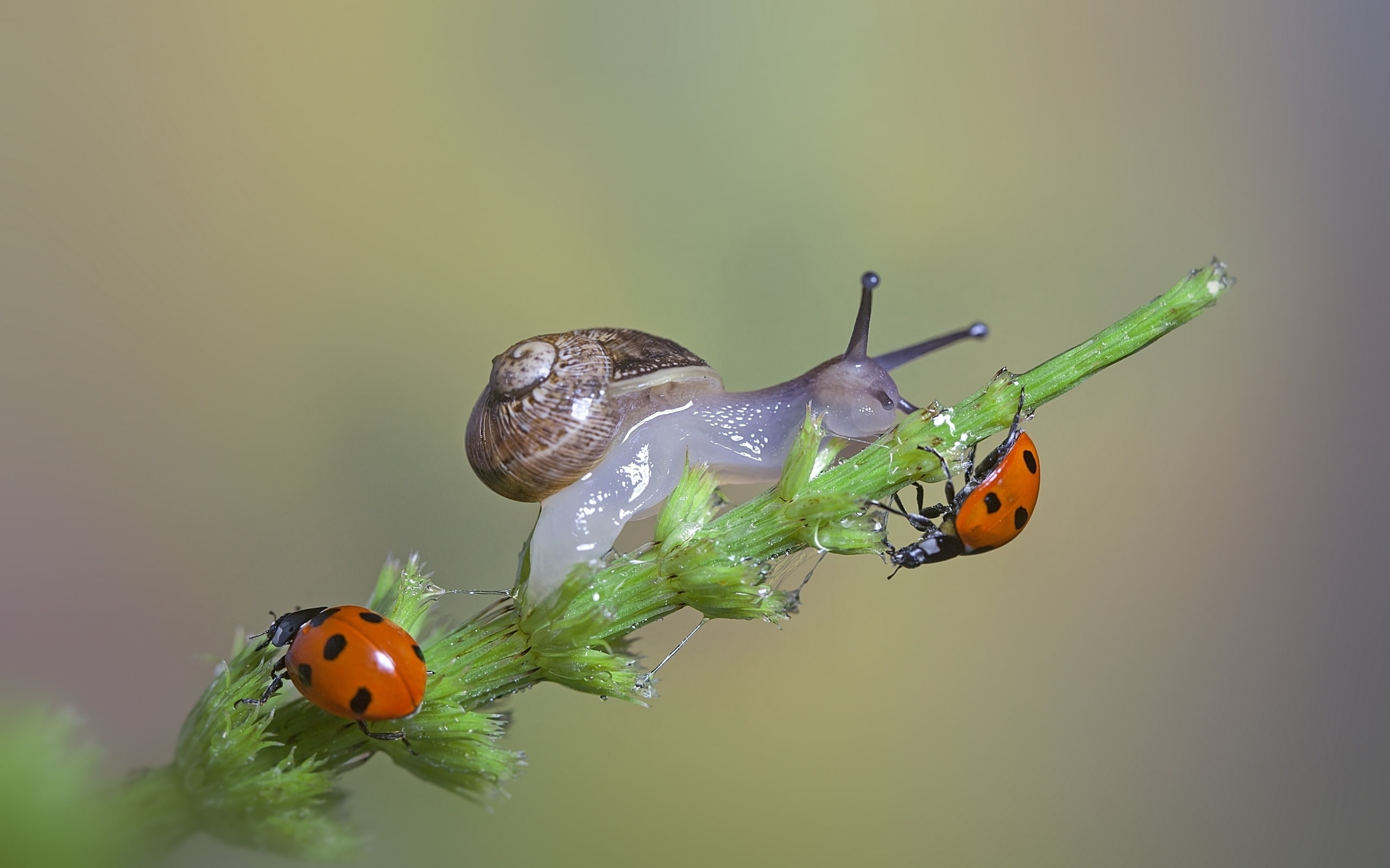 ladybugs, blade of grass, 2K, snail, HD Wallpaper