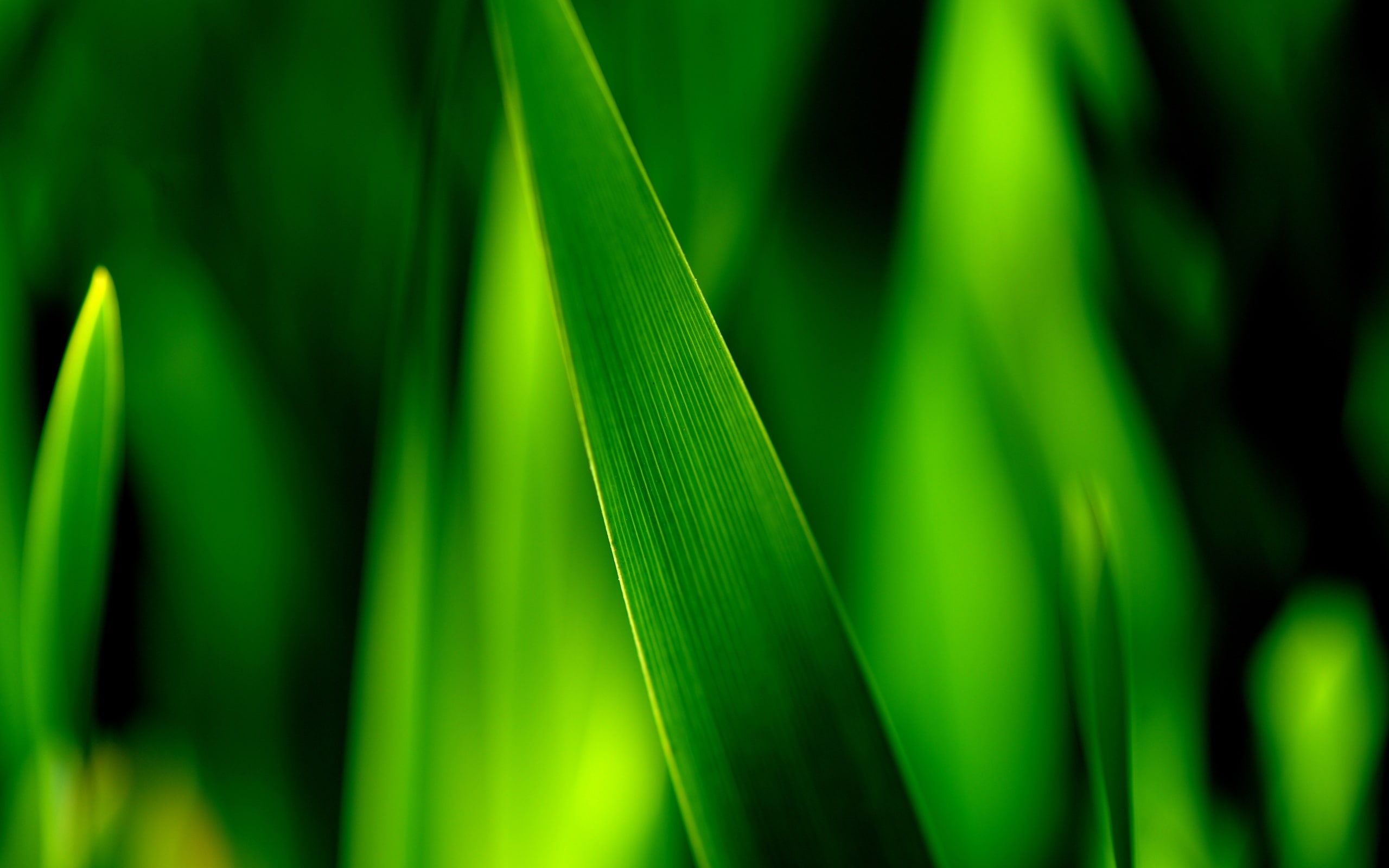 close, Focus, Grass, blades, leaf, Green, 2K, Photography, Leaves, Soft, HD Wallpaper