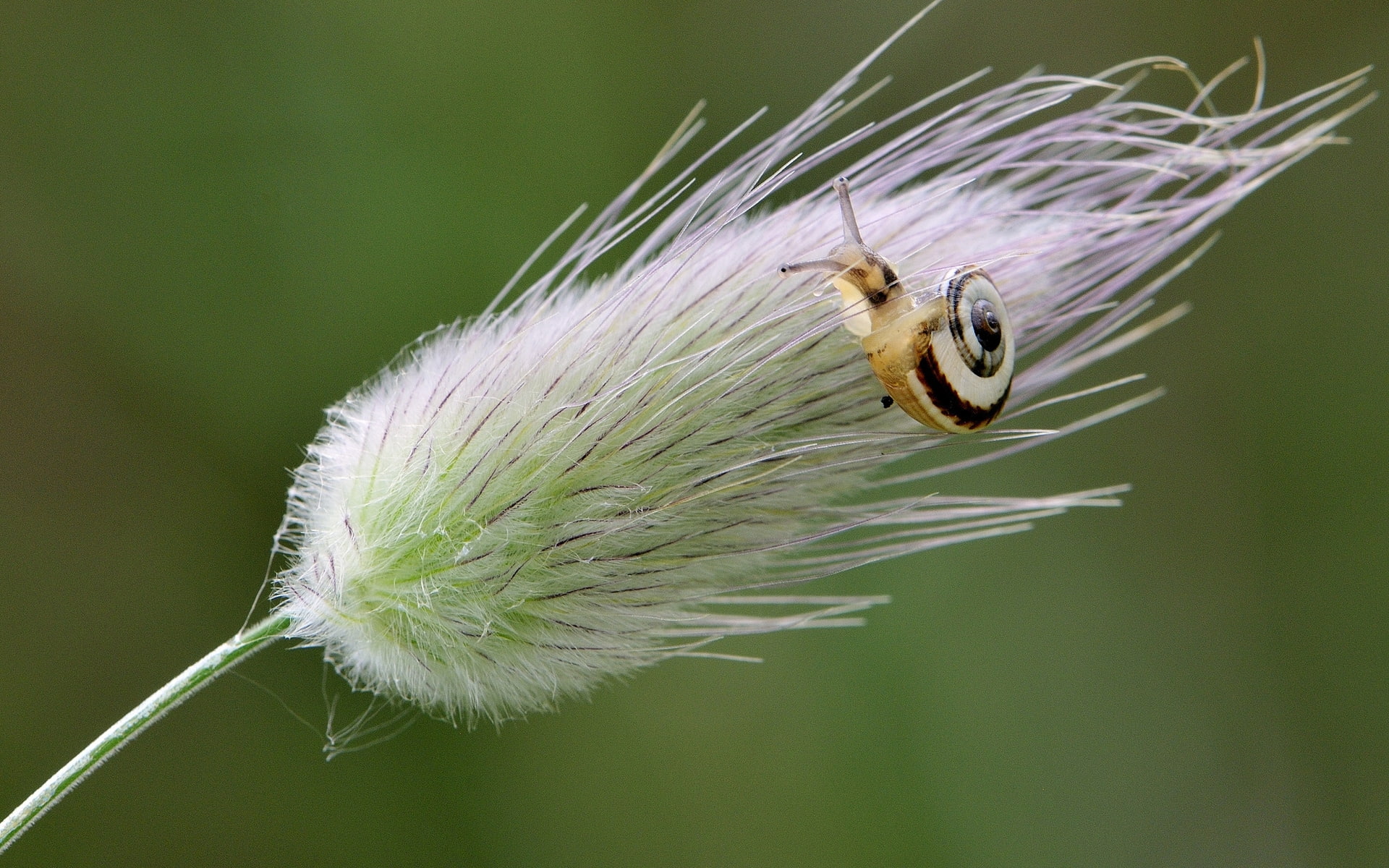 grass, snail, nature, 1080P, little, blade, HD Wallpaper