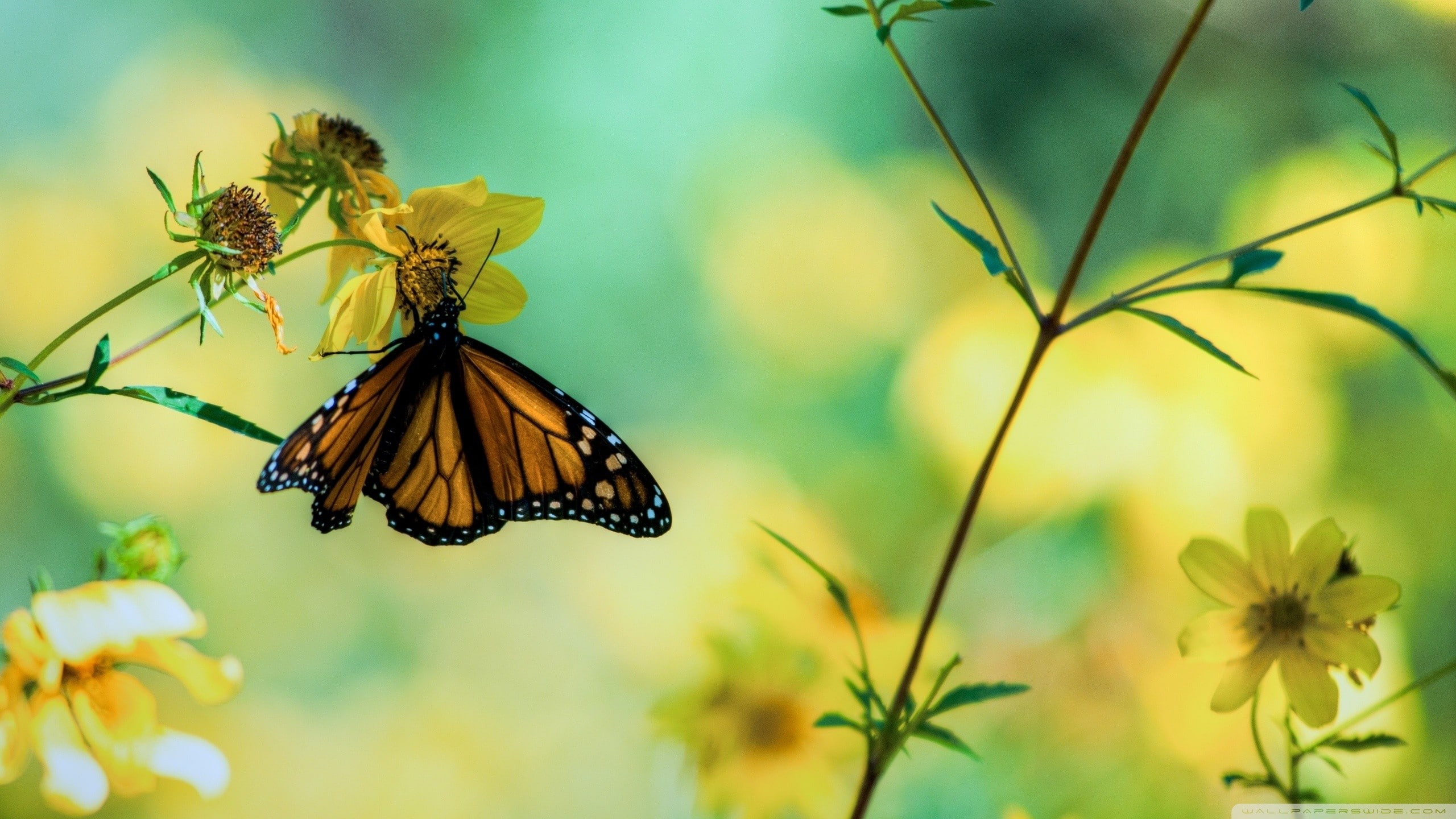 animals in the wild, animals, flower head, freshness, one animal, butterfly, flower, outdoors, animal themes, no people, invertebrate, animal, animal wildlife, HD Wallpaper