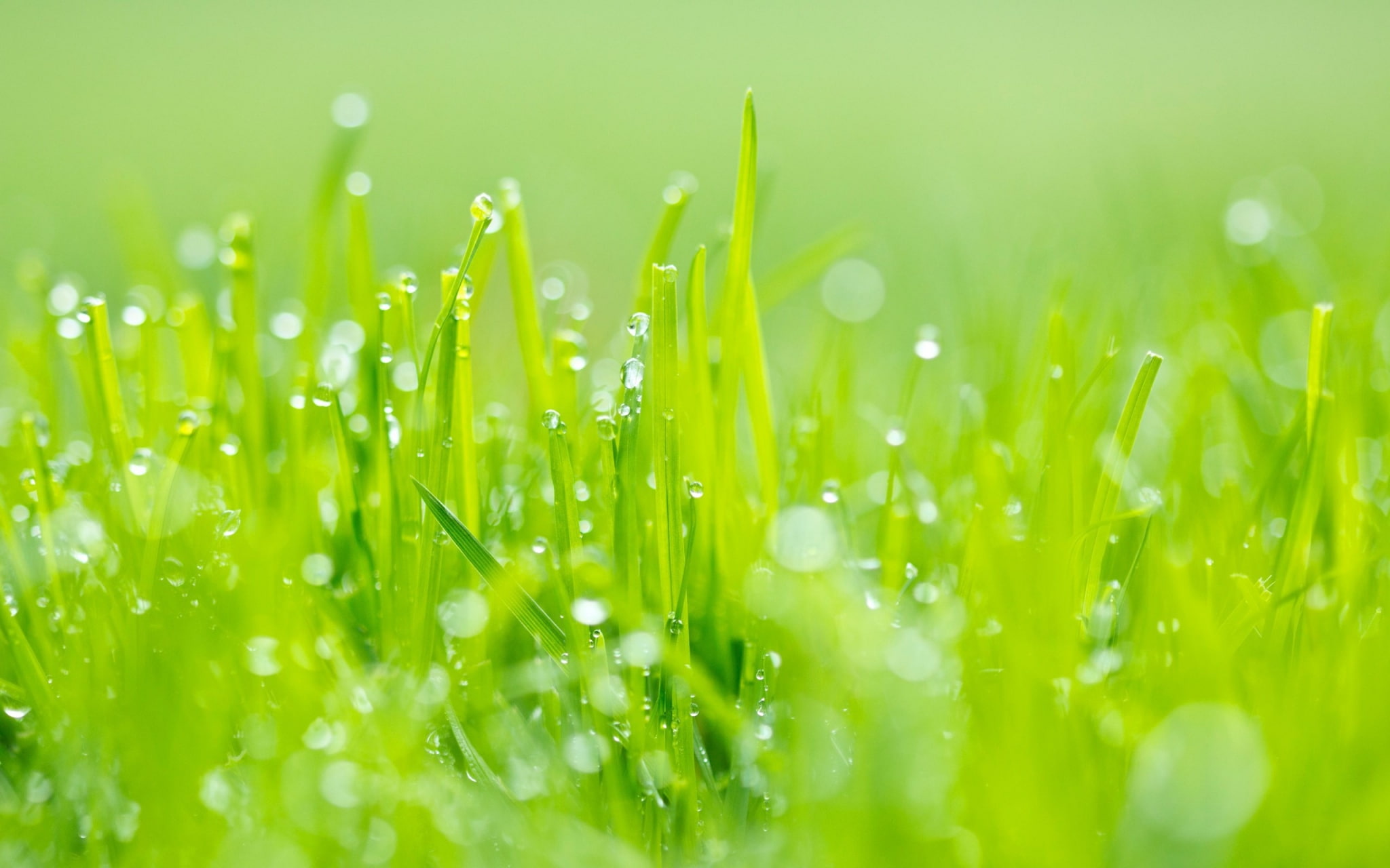 plant part, grass  high resolution, water, bright, wet, blade of grass, selective focus, outdoors, grass, plant, growth, raindrop, vulnerability, beauty in nature, HD Wallpaper