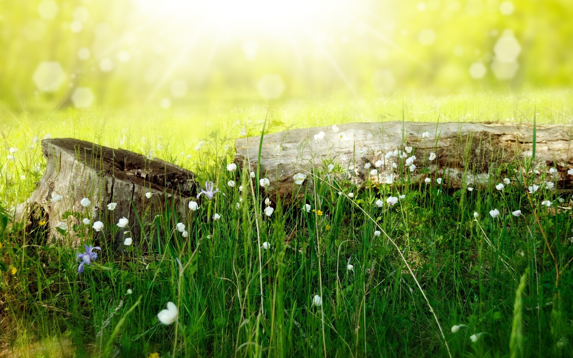 macro, nature, flower, summer, day, drop, 1080P, bright, flowers, sunlight, green color, grass, freshness, rain, sun, meadow, beauty in nature, sunbeam, HD Wallpaper