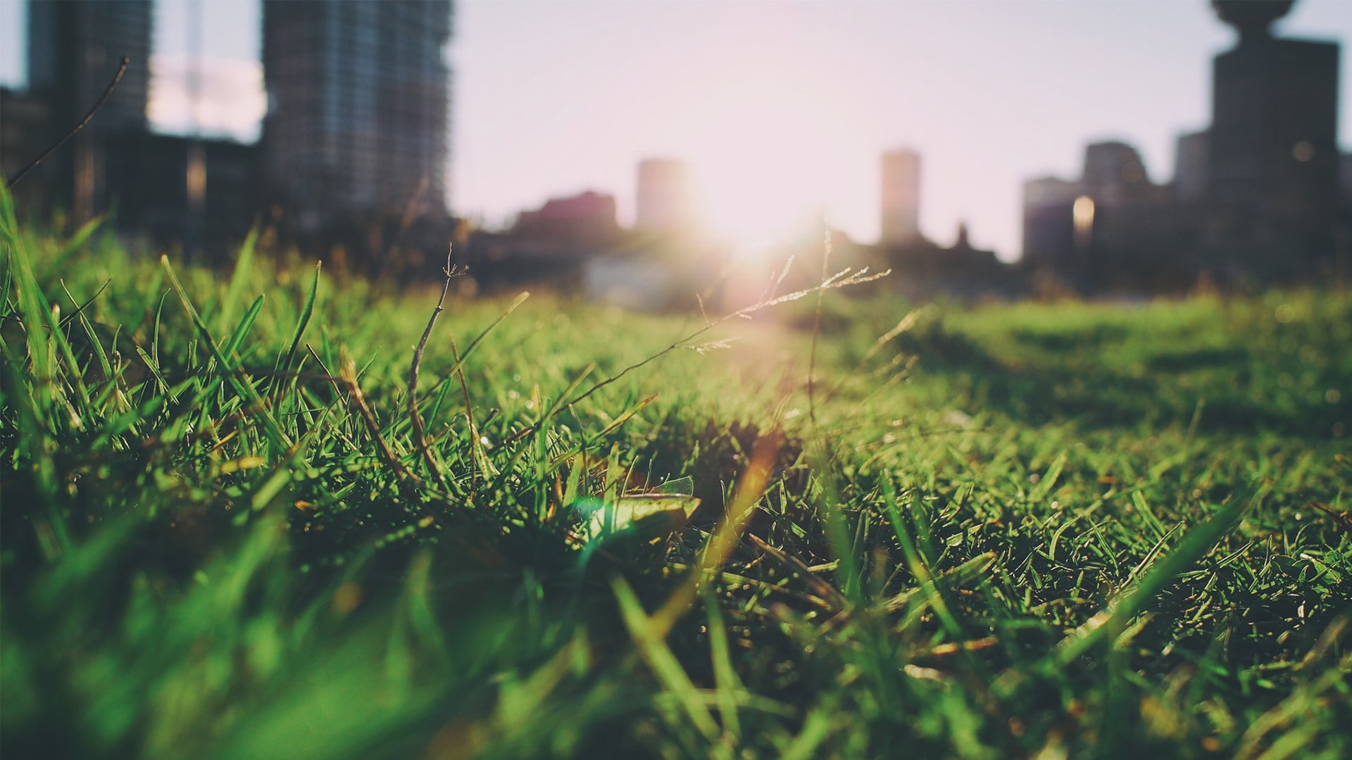 blade of grass, 1080P, no people, sky, day, depth of field, summer, building exterior, green color, grass, surface level, plant, architecture, field, office building exterior, HD Wallpaper
