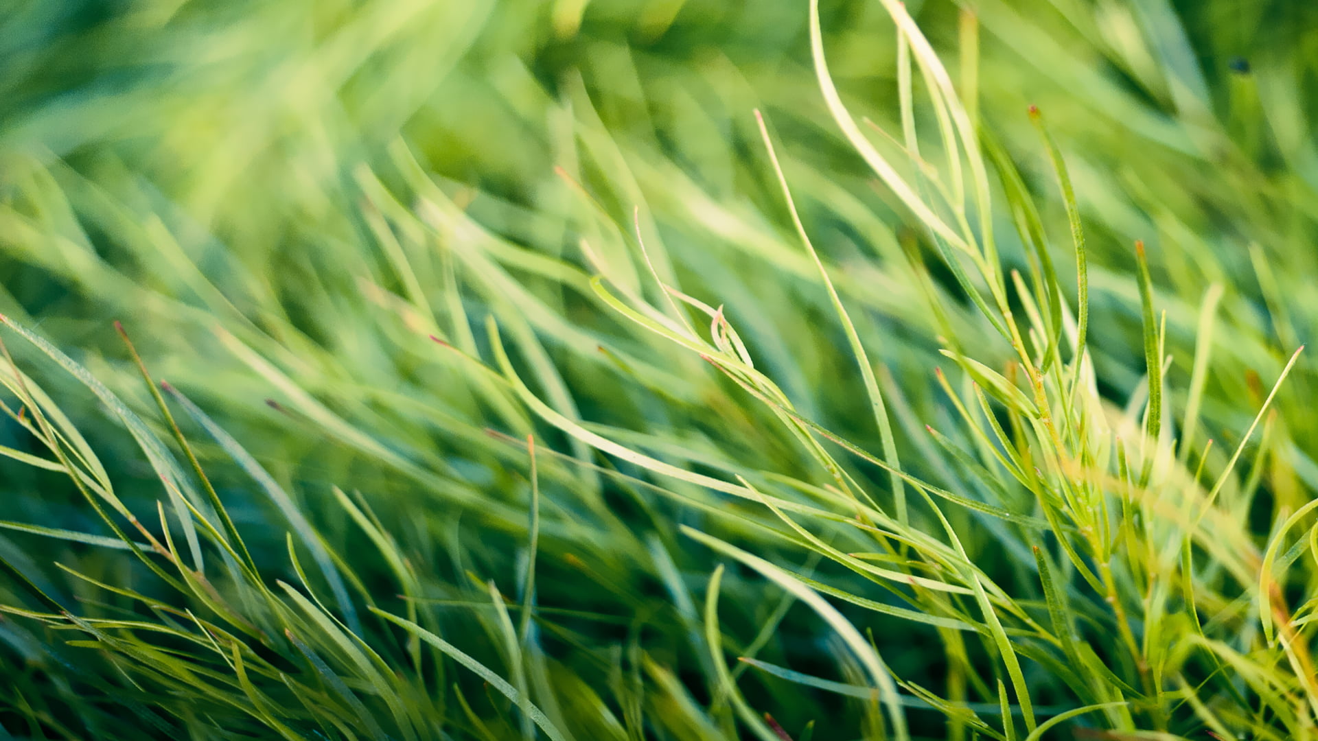 agriculture, land, outdoors, growth, green, crop, field, grass, backgrounds, green color, beauty in nature, plant, 1080P, close-up, full frame, landscape, HD Wallpaper