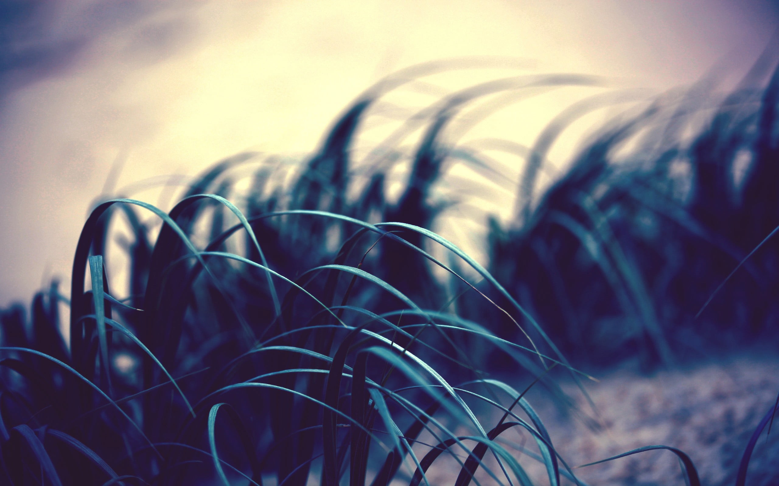 beauty in nature, defocused, day, selective Focus, season, macro, rural Scene, wheel, outdoors, indoors, nature, tranquility, sky, landscape, field, blue, HD Wallpaper