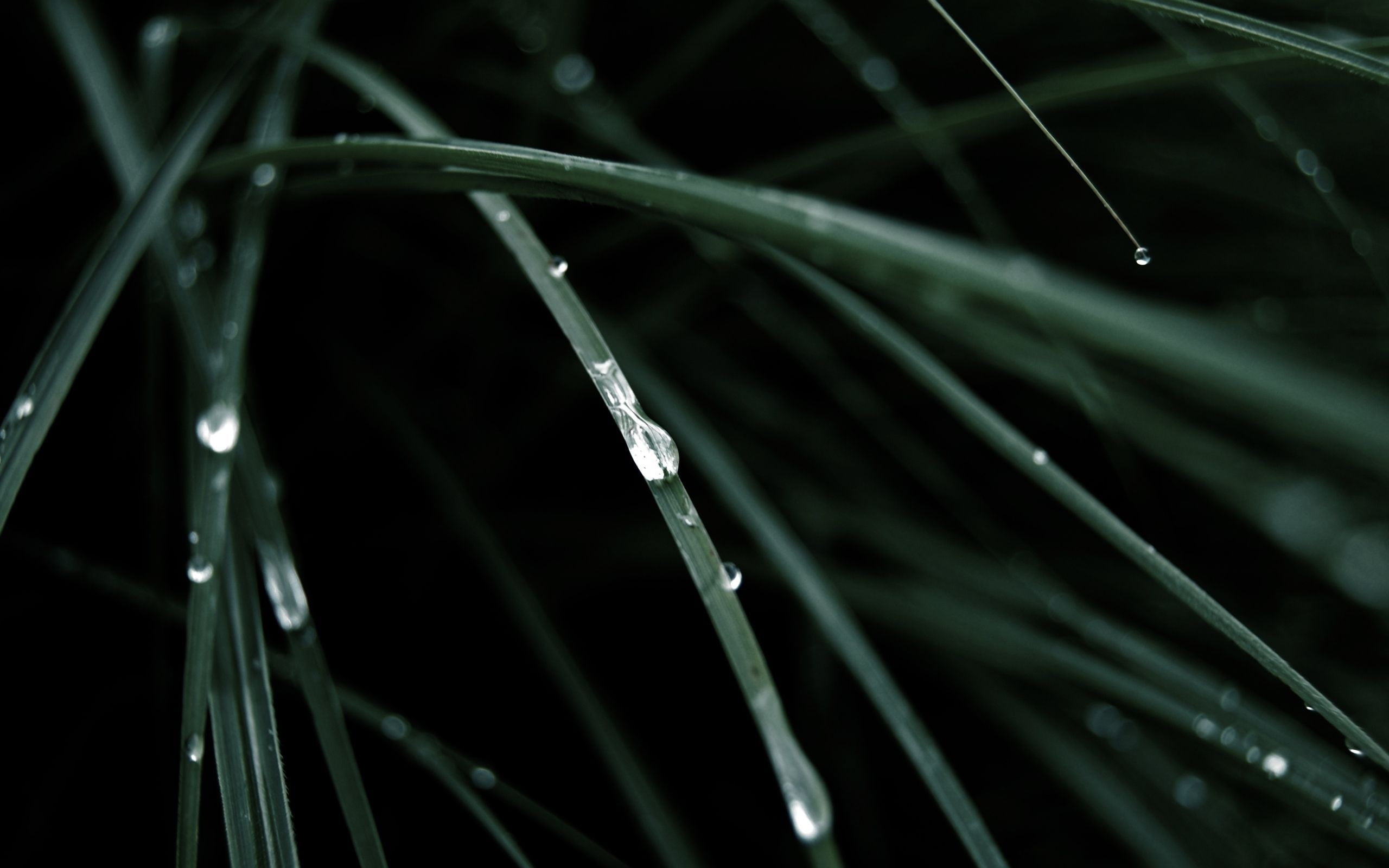 no people, grass, plants, wet, outdoors, nature, close-up, green color, water, dew, selective focus, beauty in nature, night, water drops, plant, macro, HD Wallpaper