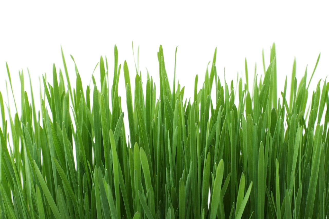 nature, field, closeup, crop, fragility, plant, agriculture, 720P, plants, close-up, grass, leaves, tranquility, freshness, day, no people, land, green color, HD Wallpaper