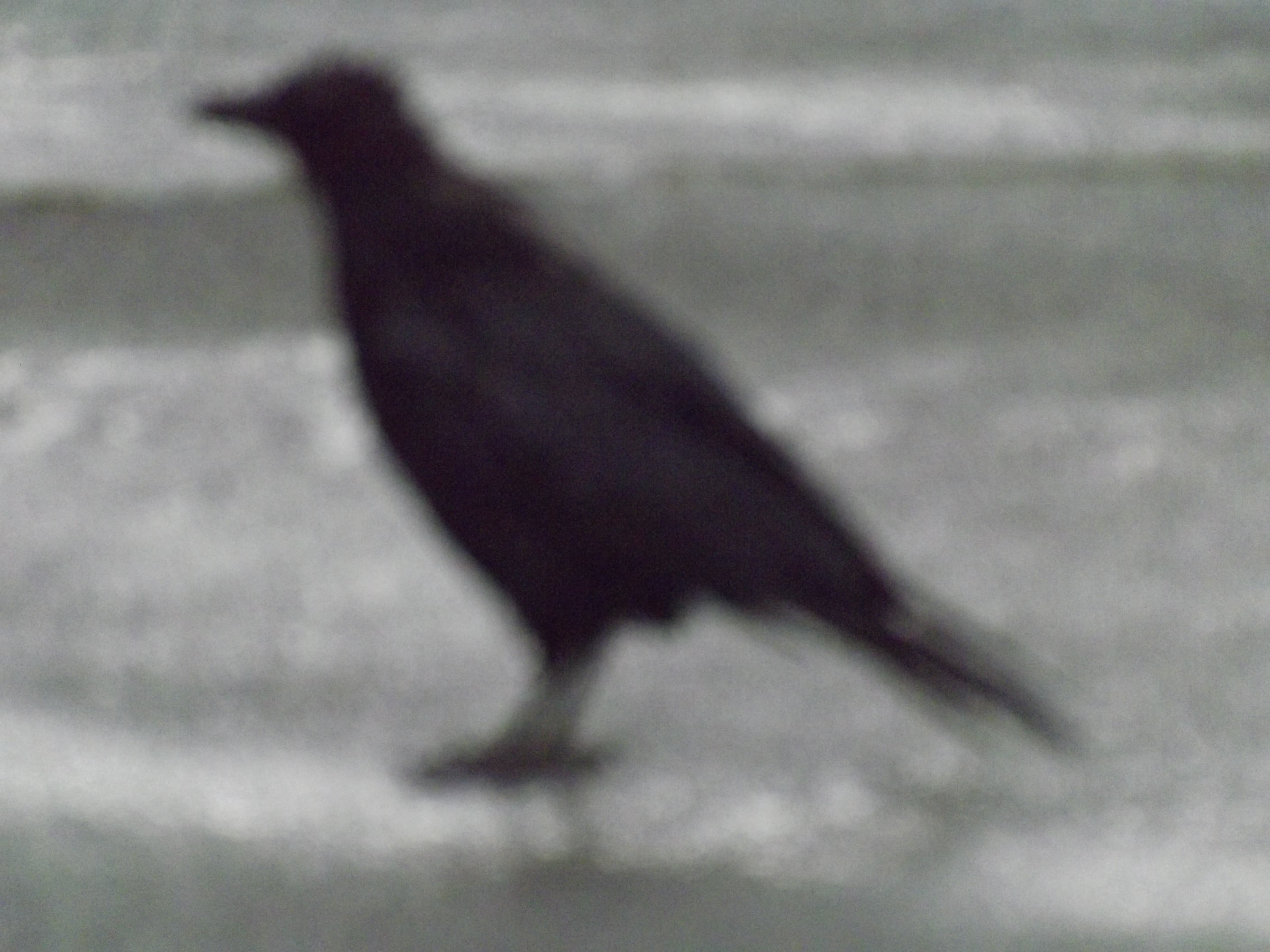 blurred motion, worse, full length, unsharp, bad, motion, bird, black color, adverse fate, wildlife, nature, one animal, animals in the wild, no people, HD Wallpaper