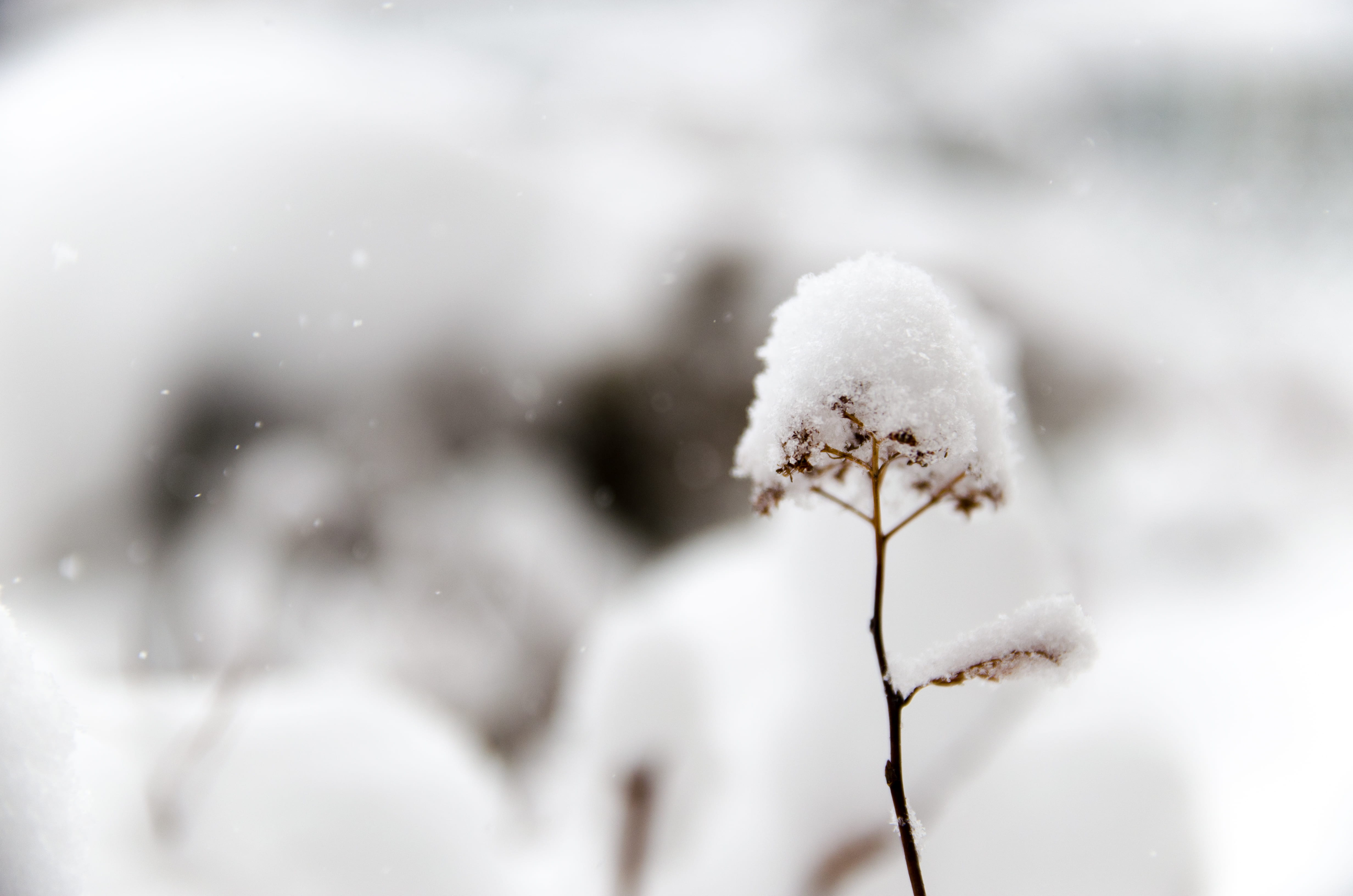 snowing, beauty in nature, bright, plant, snow, frost, stem, outdoors, cold temperature, close up, selective focus, tranquility, 4K, day, nature, photography, HD Wallpaper