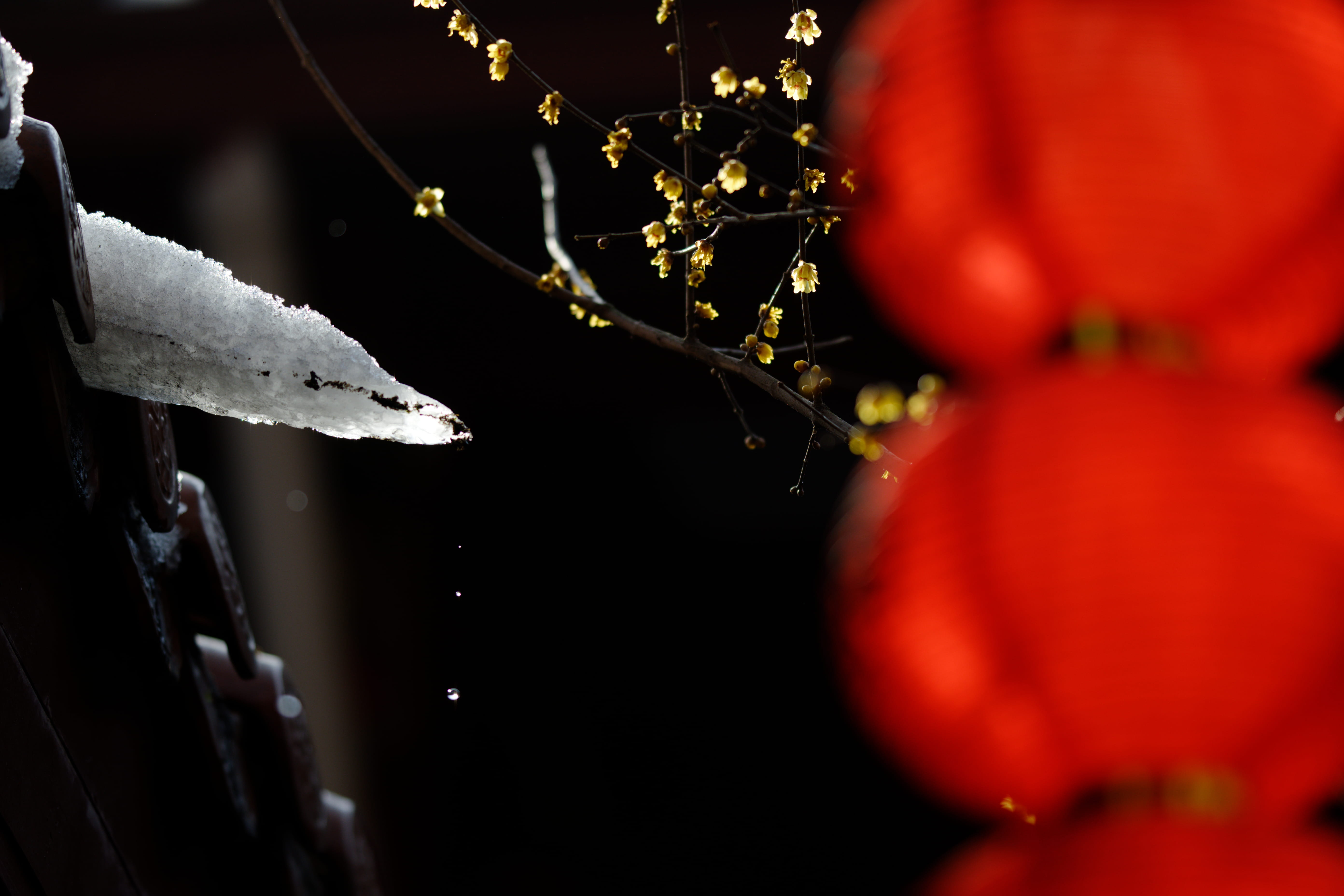 nikon, water, food, beautiful, outdoors, petal, 135mm, nature, sigma, plant, Plum, fruit, flower head, freshness, day, red, beauty in nature, close-up, HD Wallpaper