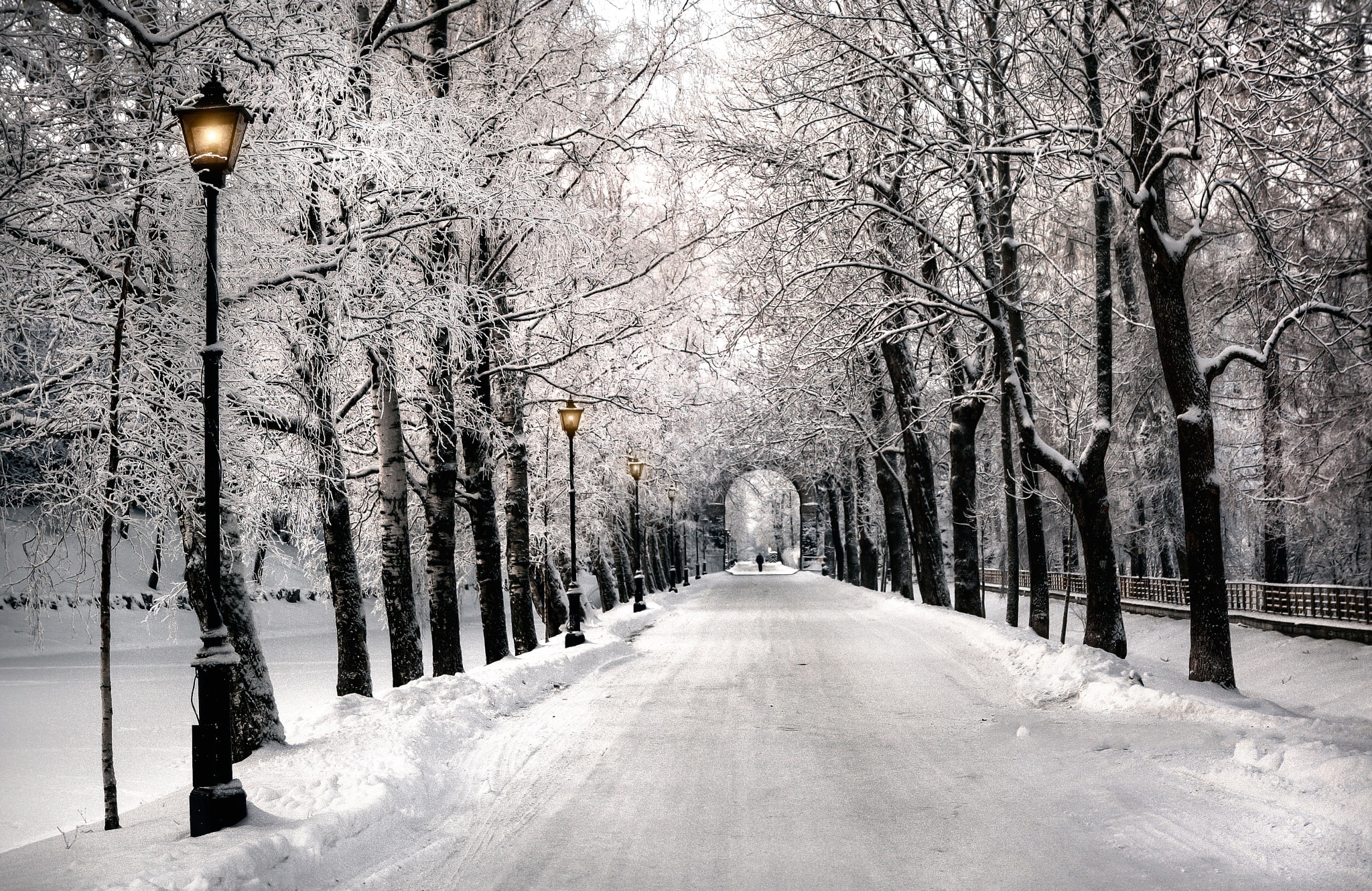 street, winter, treelined, the way forward, snowing, nature, alley, bare tree, snow, outdoors, black, lights, Saint Petersburg, light, cold temperature, HD Wallpaper