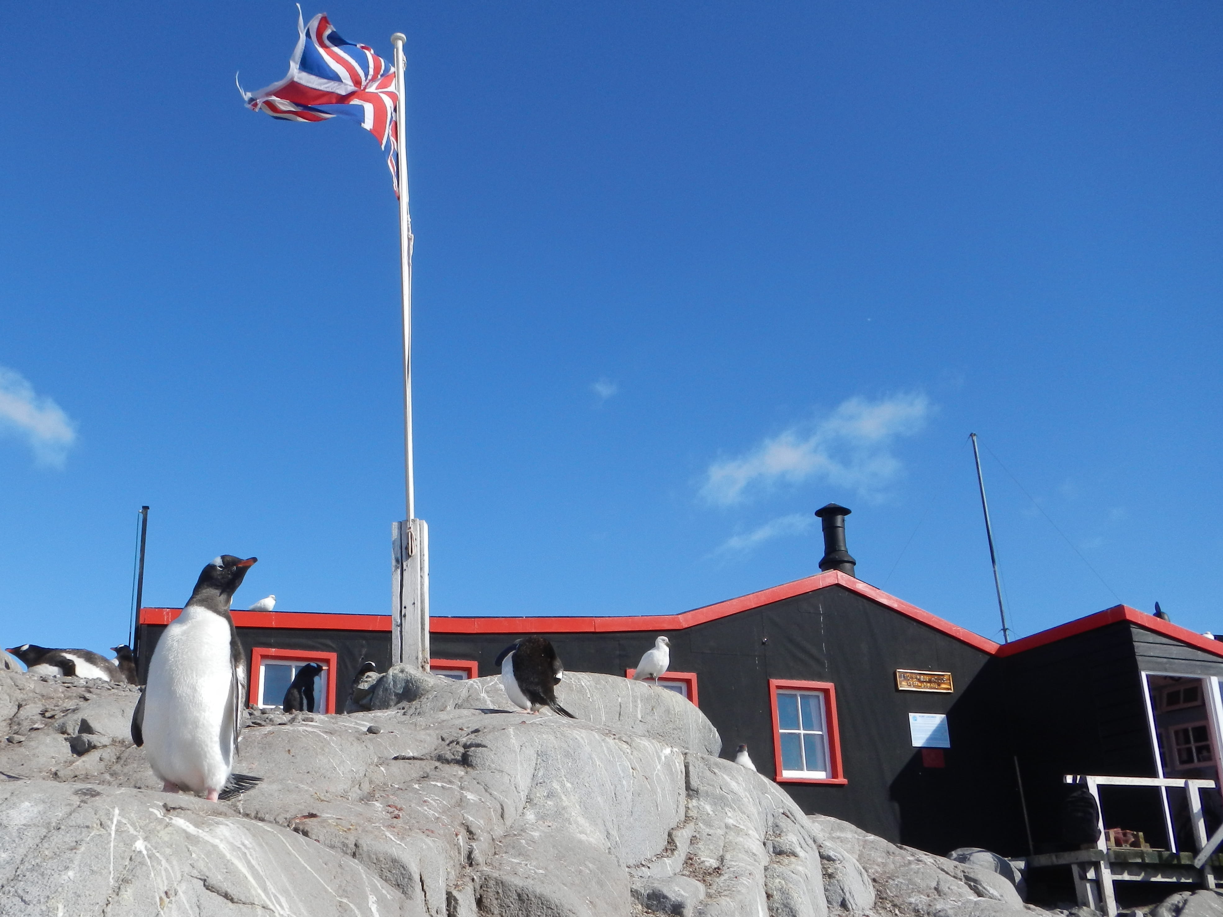sunlight, 4K, colony, outdoors, nature, peguin, building, guard, sky, wildlife, bird, penguins, wild animal, flag, port lockroy, no people, animals in the wild, HD Wallpaper