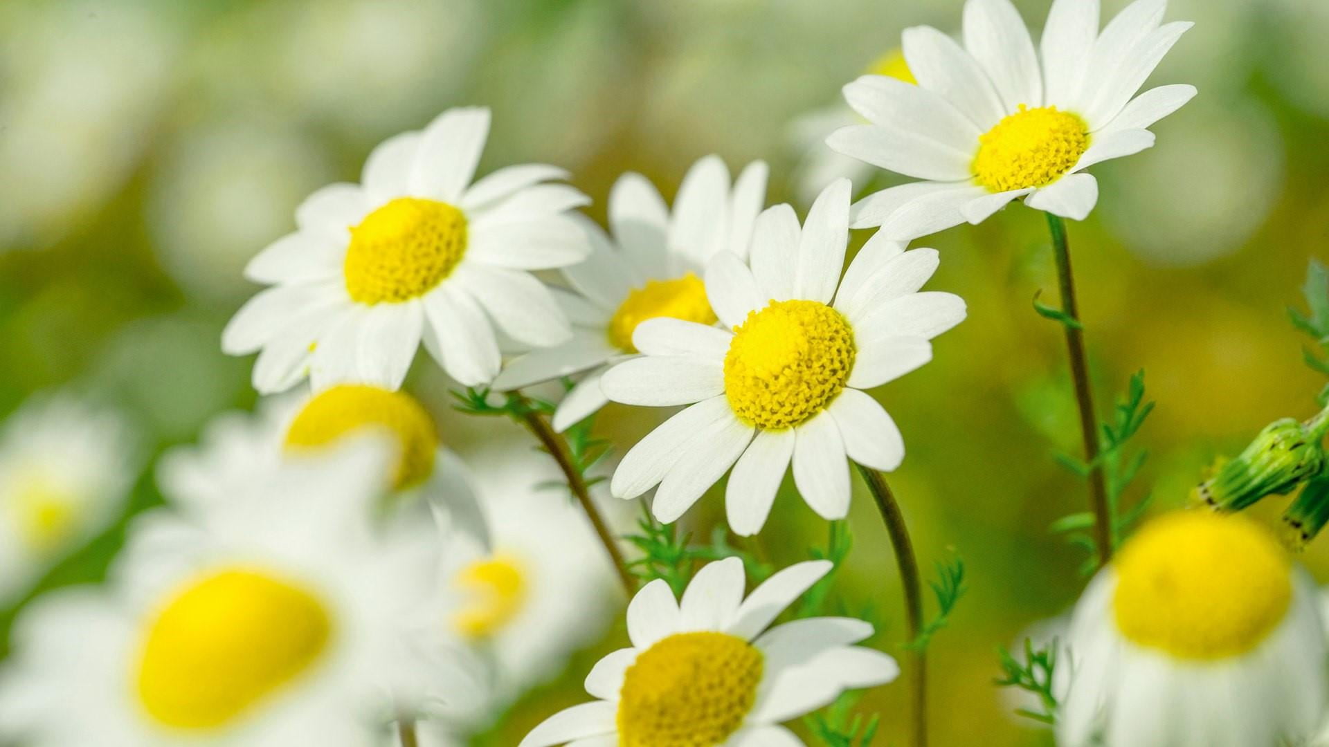 selective focus, white color, daisy, 1080P, plant, yellow, vulnerability, beauty in nature, inflorescence, flowering plant, wildflower, petal, white flowers, HD Wallpaper