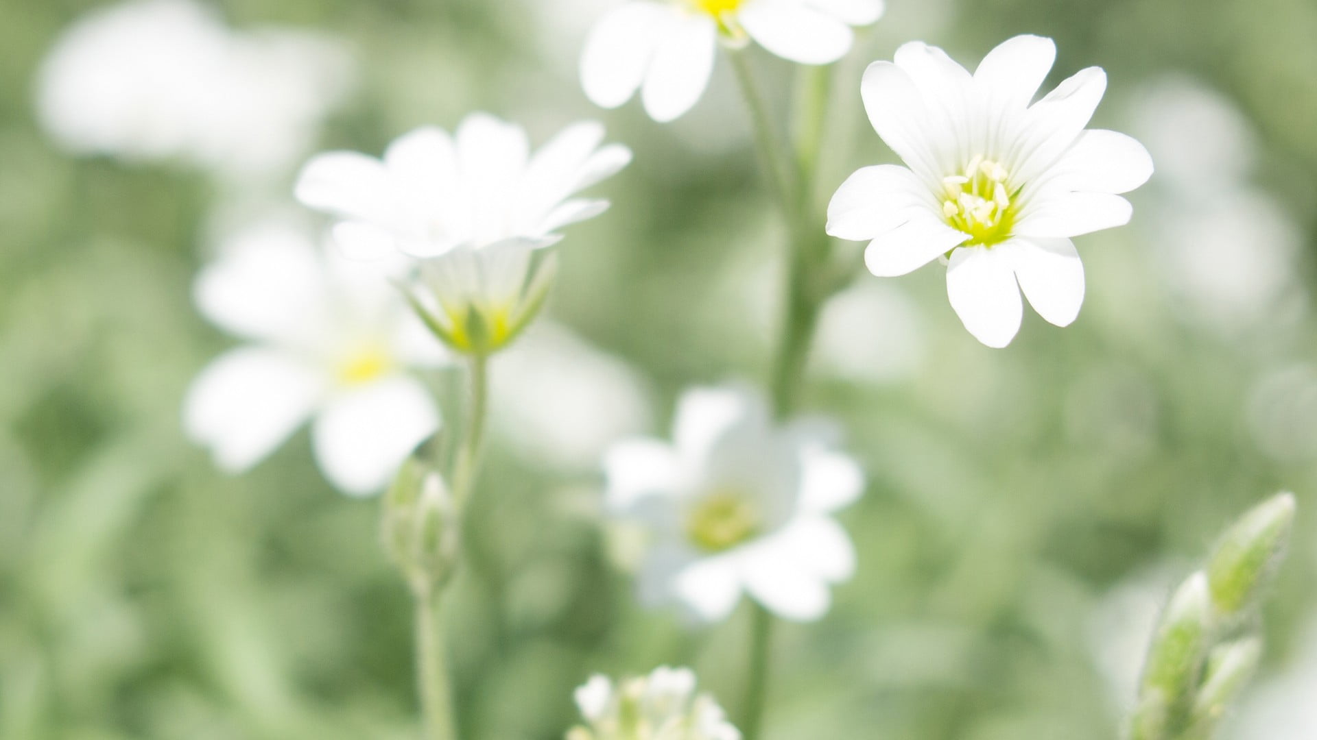 flowers, inflorescence, no people, flower, flower head, green, flowering plant, nature, freshness, outdoors, bokeh, vulnerability, white, plants, focus on foreground, HD Wallpaper
