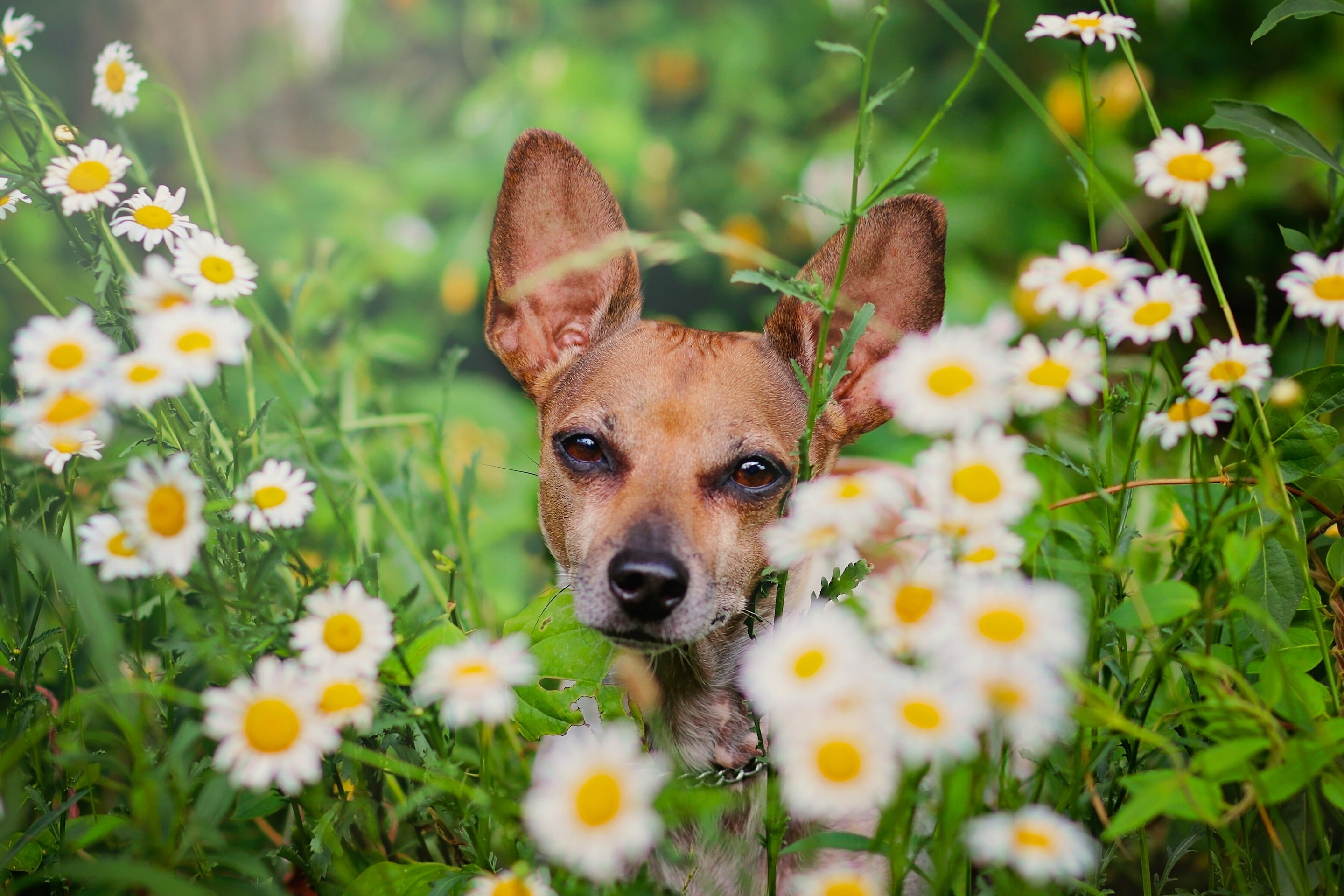 face, flowers, 2K, chamomile, dog, HD Wallpaper