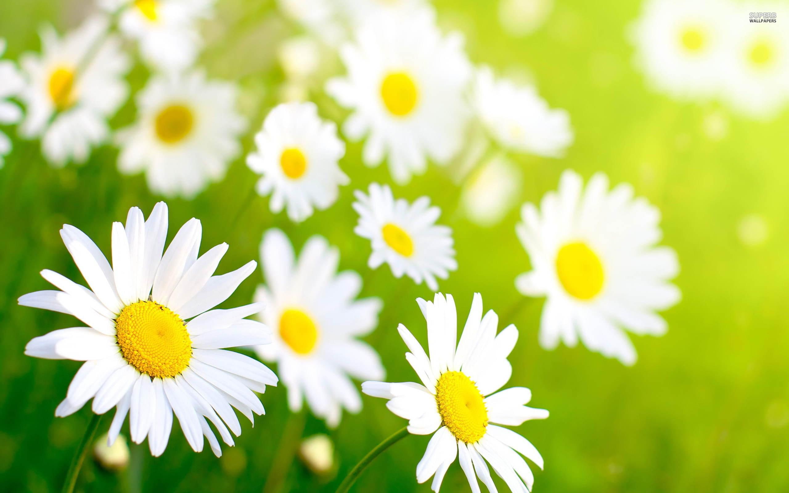 chamomilles, daisies, 2K, flowers, nature, green grass, petals, seasons, spring, nature and landscapes, HD Wallpaper